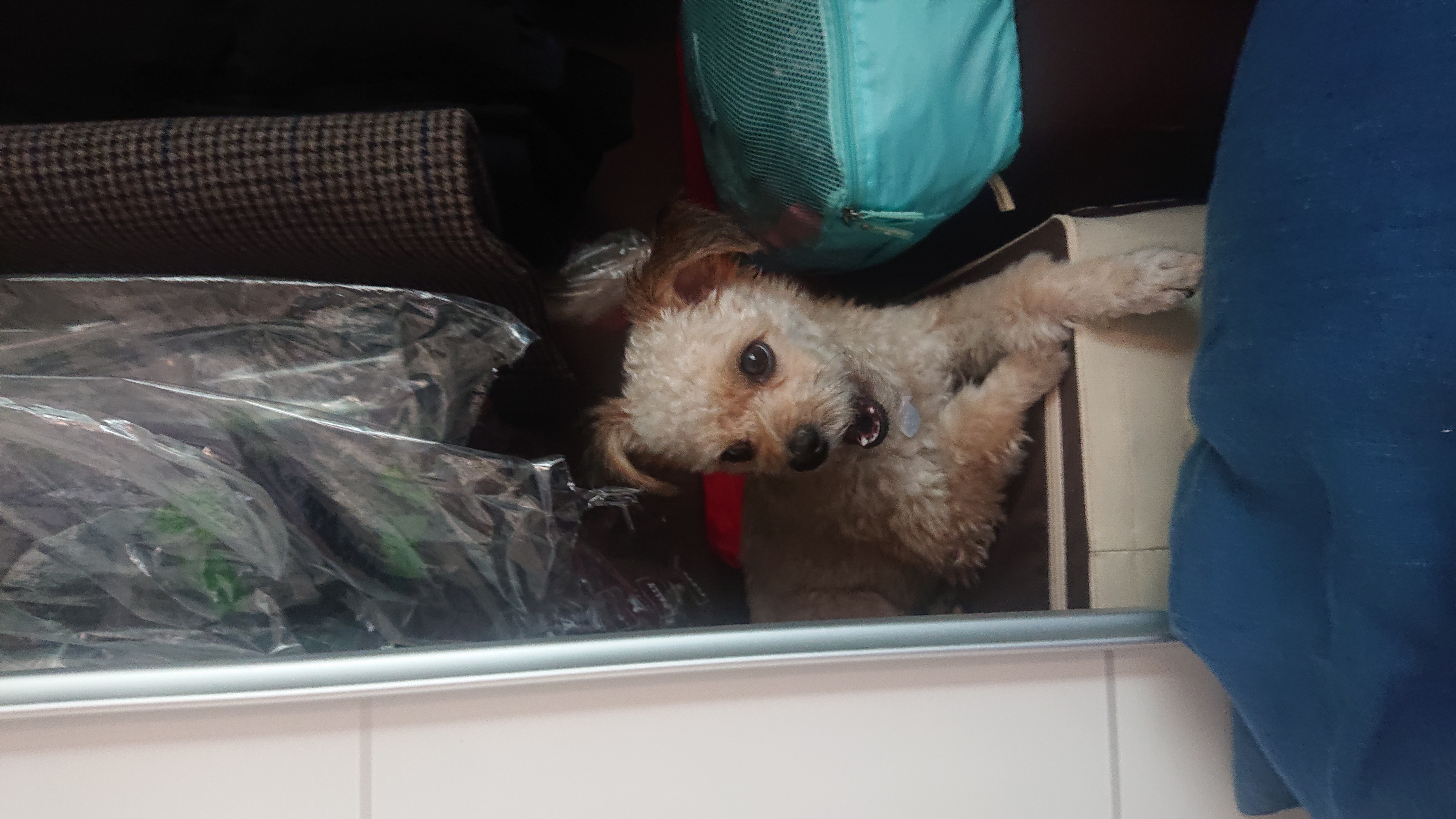 날라(푸푸아가 뽀삼이) 소식 전해드려요!ㅎㅎ