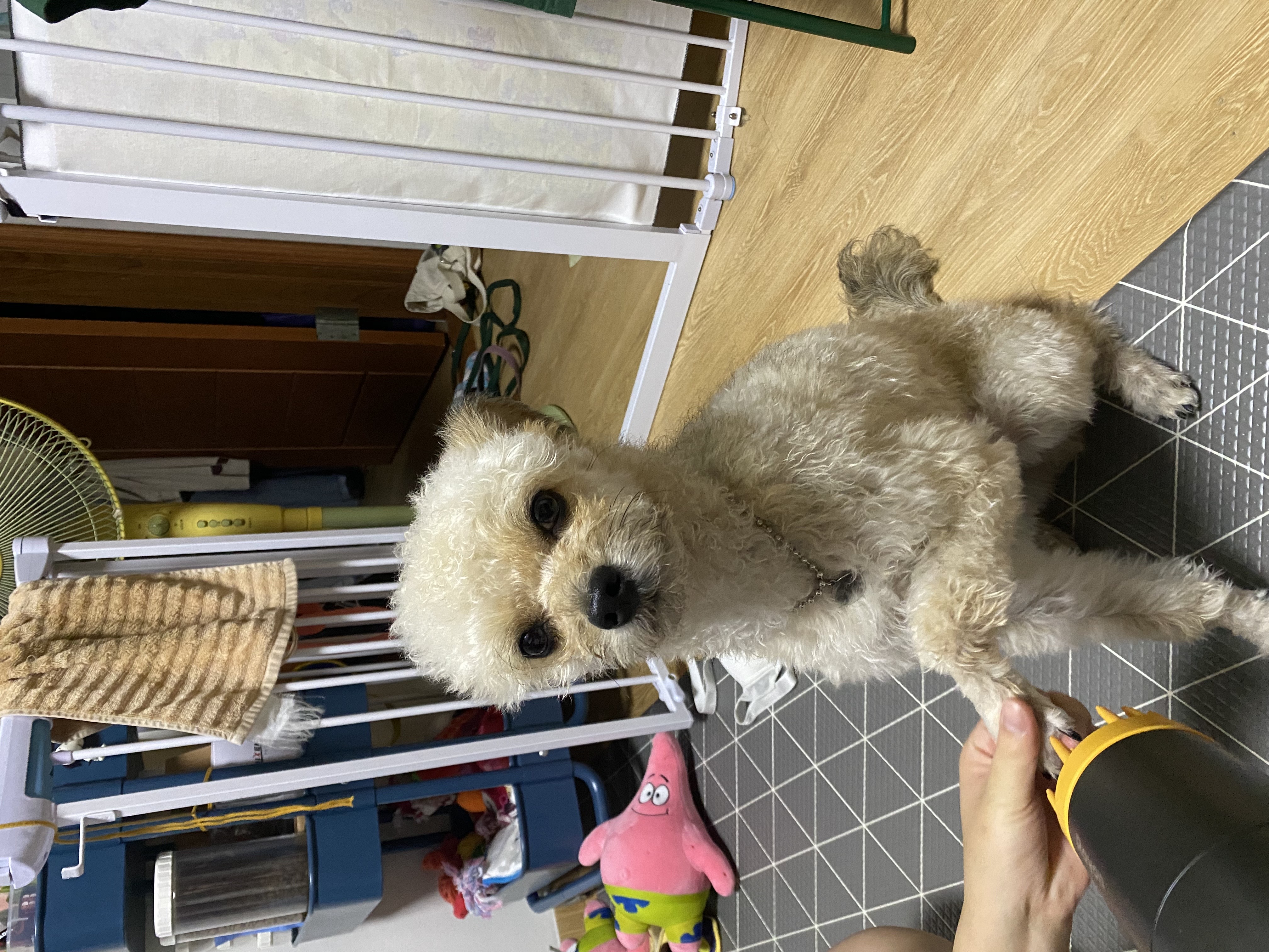 날라(푸푸아가 뽀삼이) 소식 전해드려요!ㅎㅎ