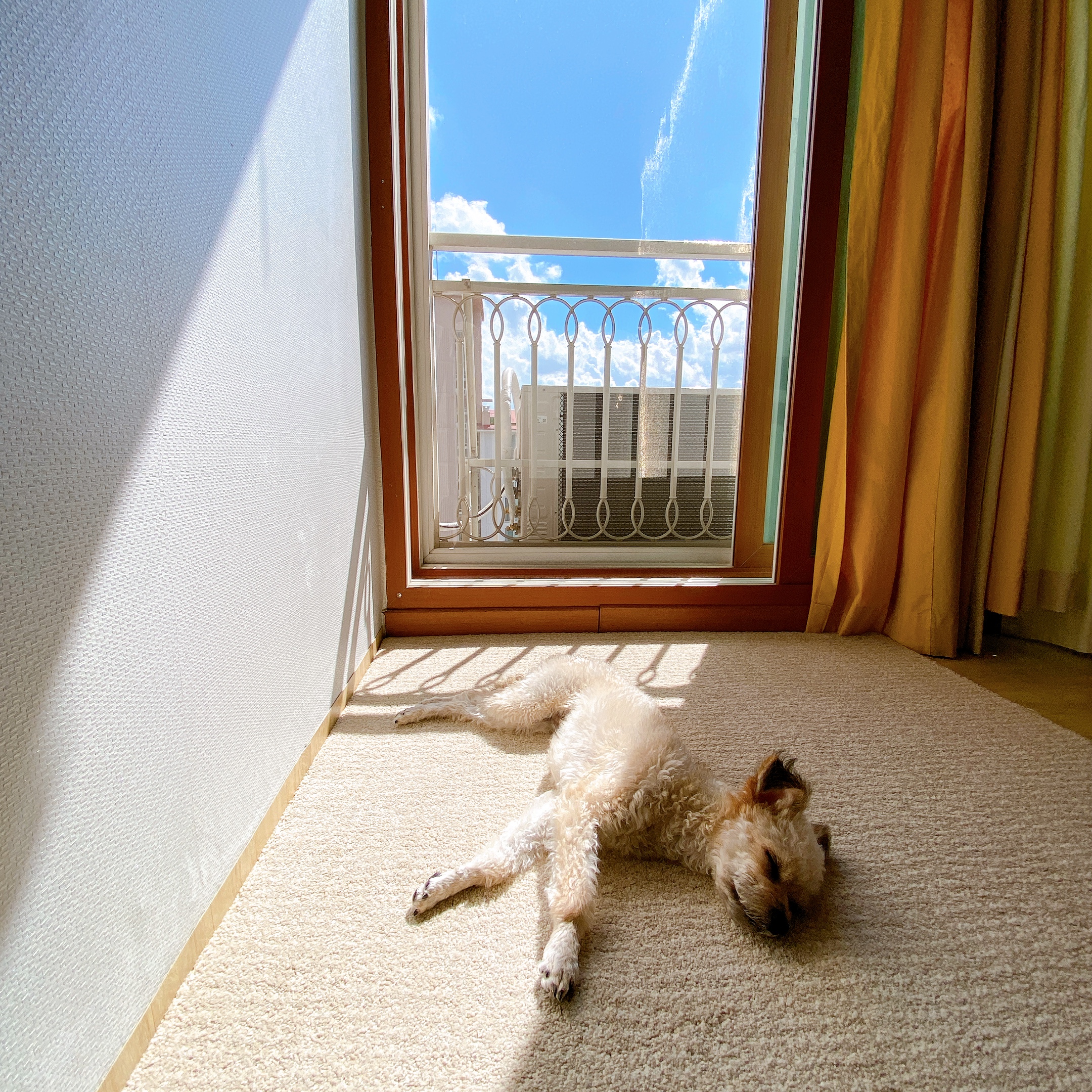 날라(푸푸아가 뽀삼이) 소식 전해드려요!ㅎㅎ