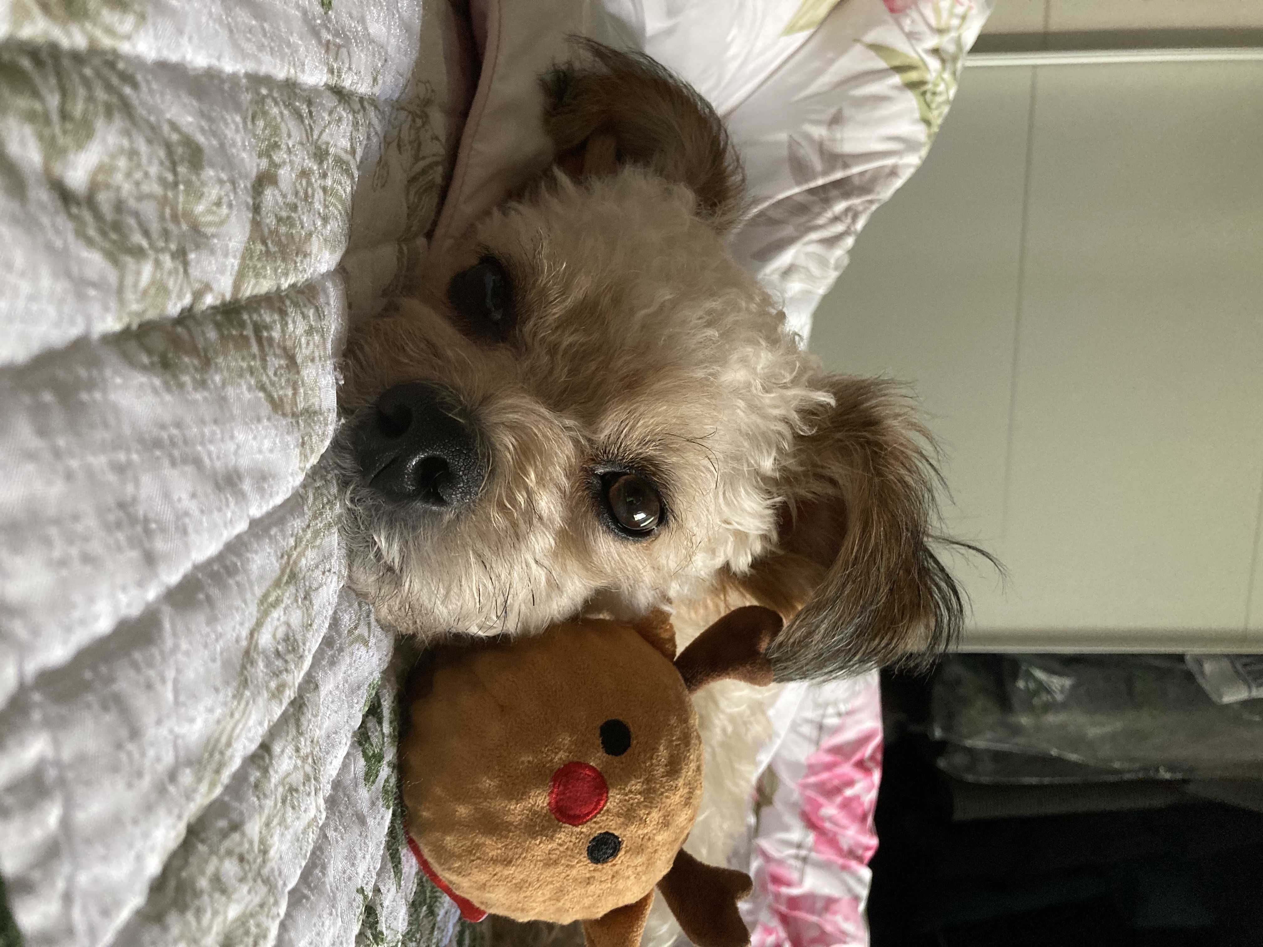 날라(푸푸아가 뽀삼이) 소식 전해드려요!ㅎㅎ