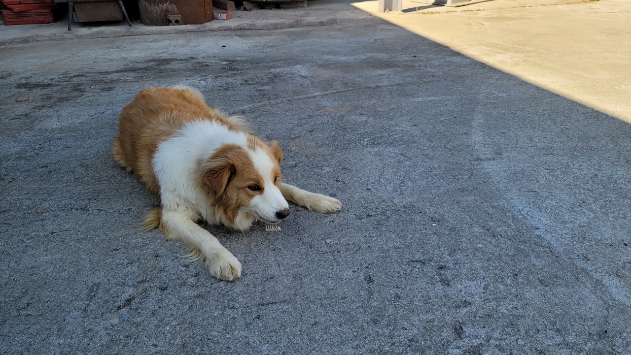 메이로렌이 잘지내고 있습니다~~^^