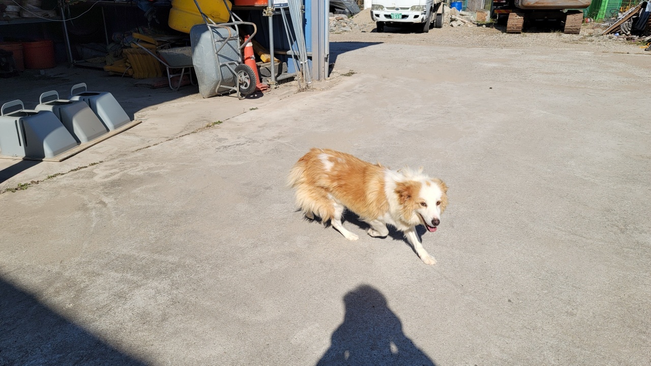 메이로렌이 잘지내고 있습니다~~^^