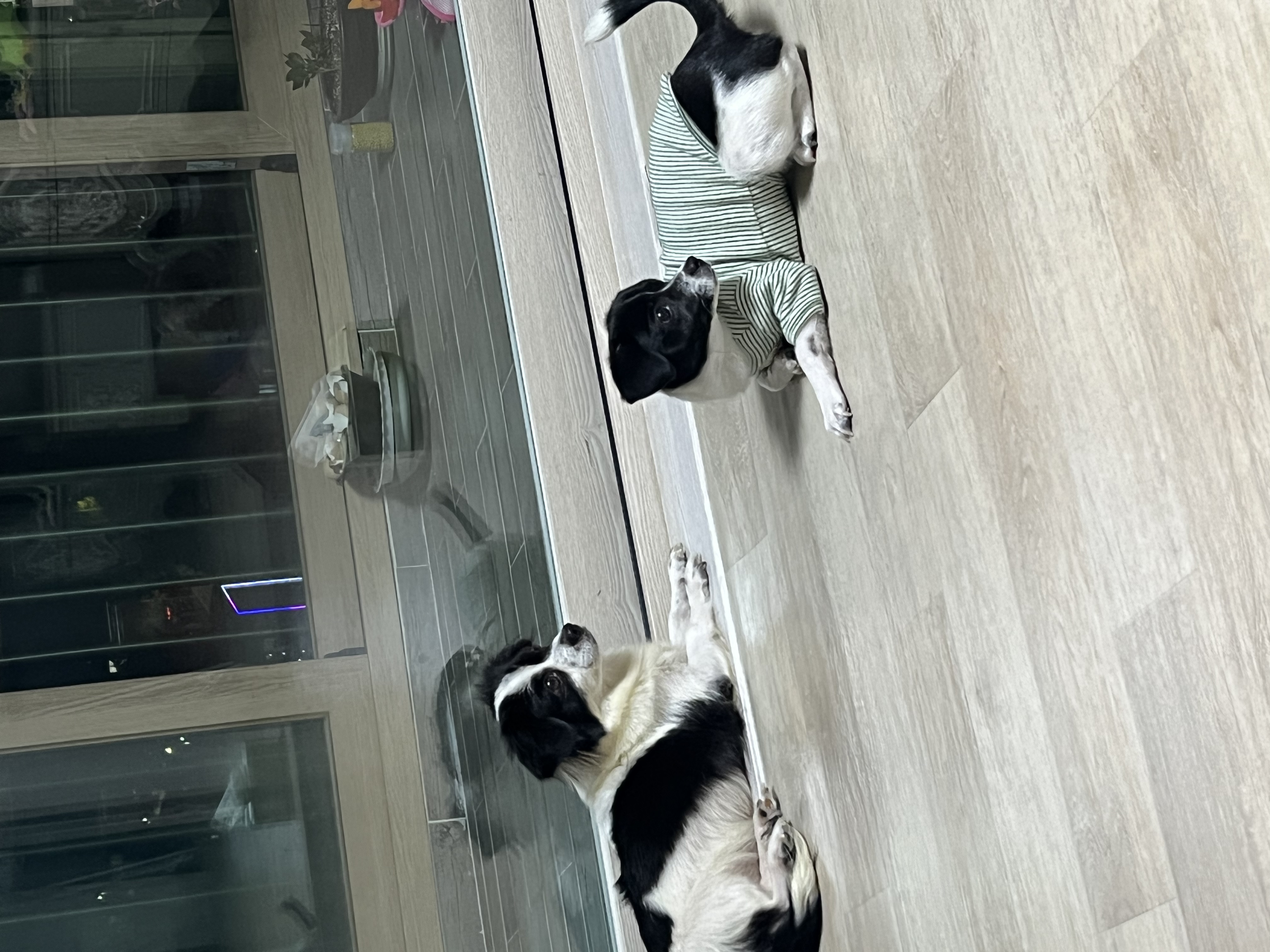 시유(모네) 입양 한달 후기입니다