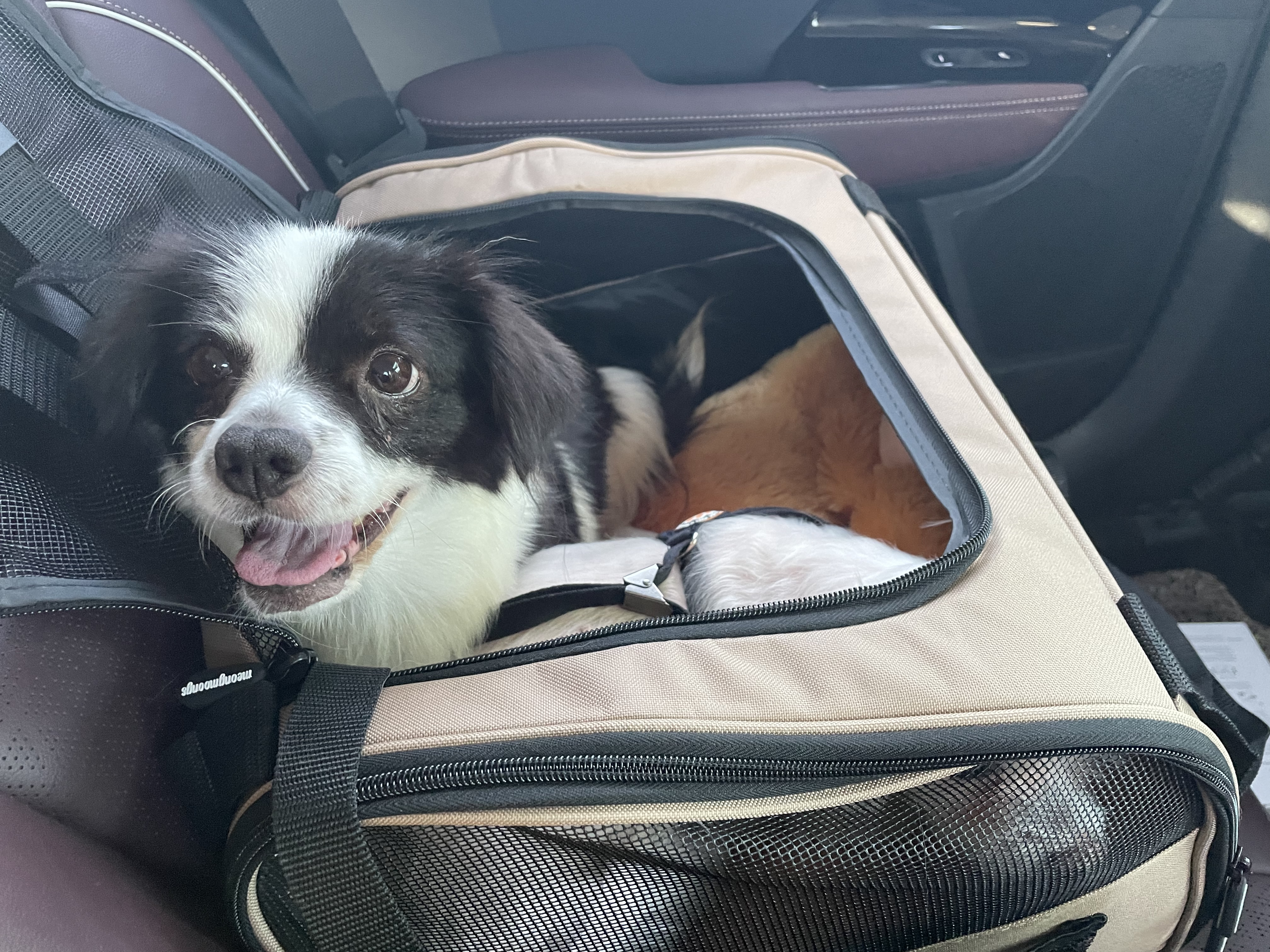 시유(모네) 입양 한달 후기입니다