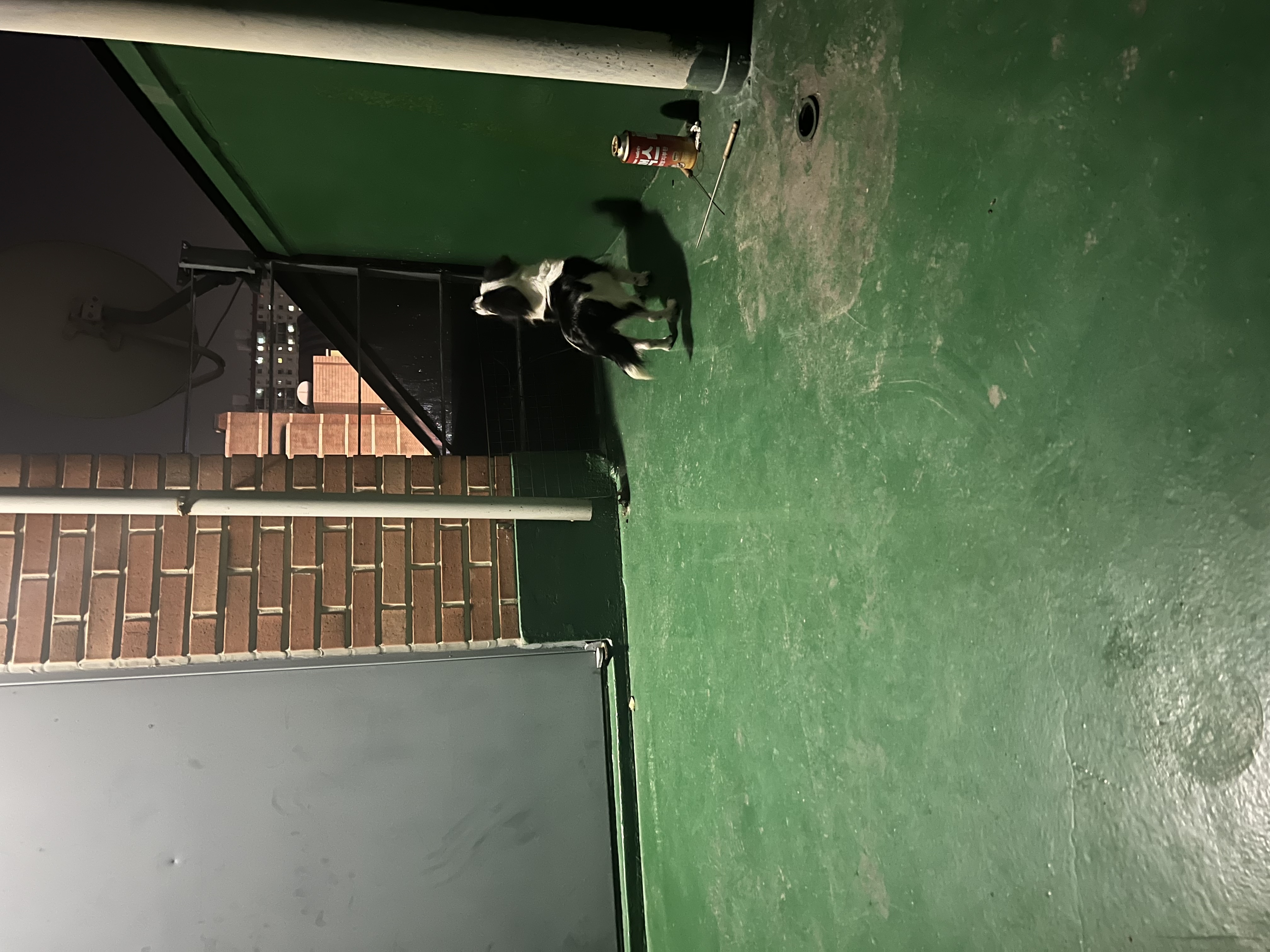 시유(모네) 입양 한달 후기입니다