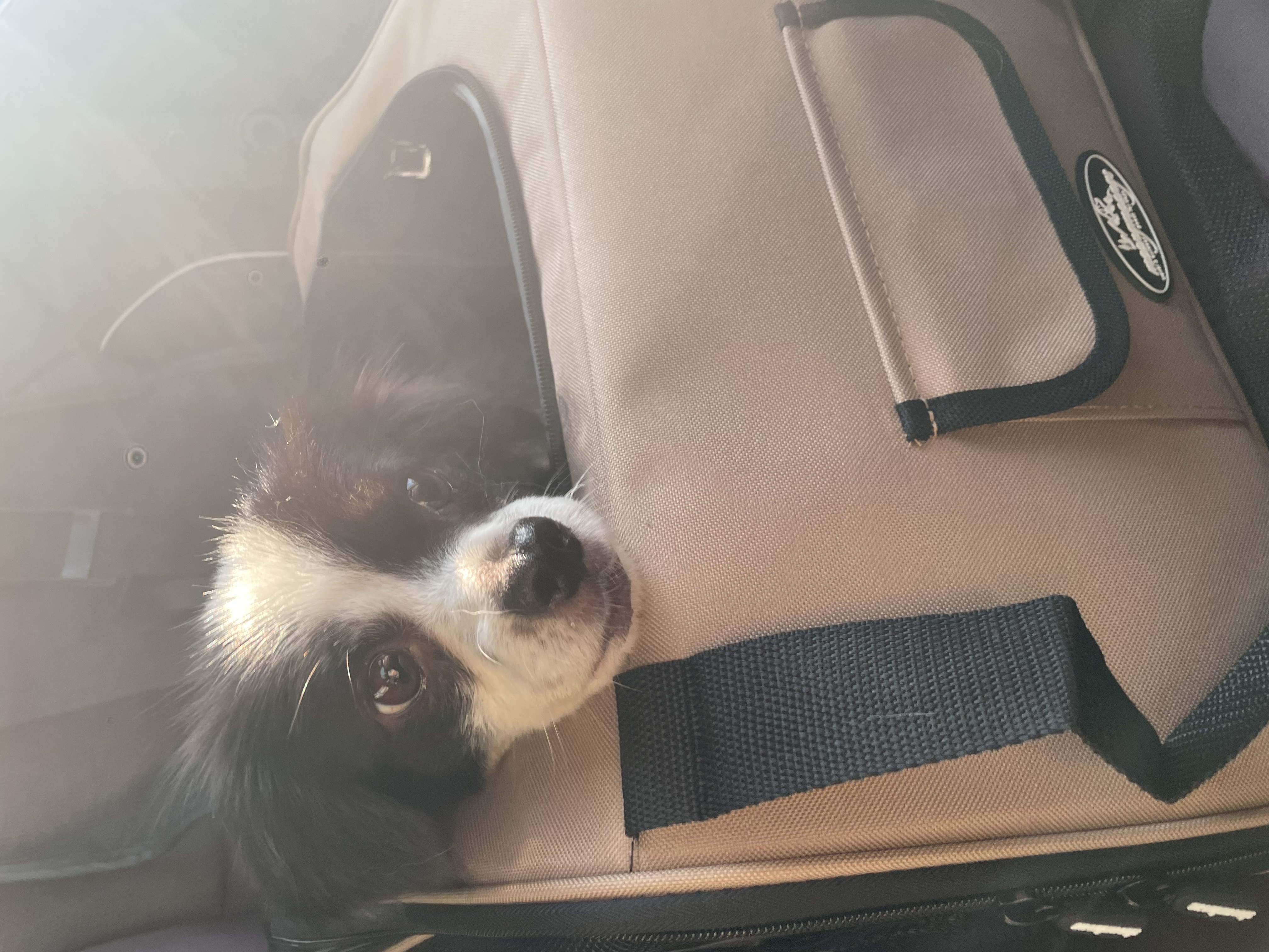 시유(모네) 입양 한달 후기입니다