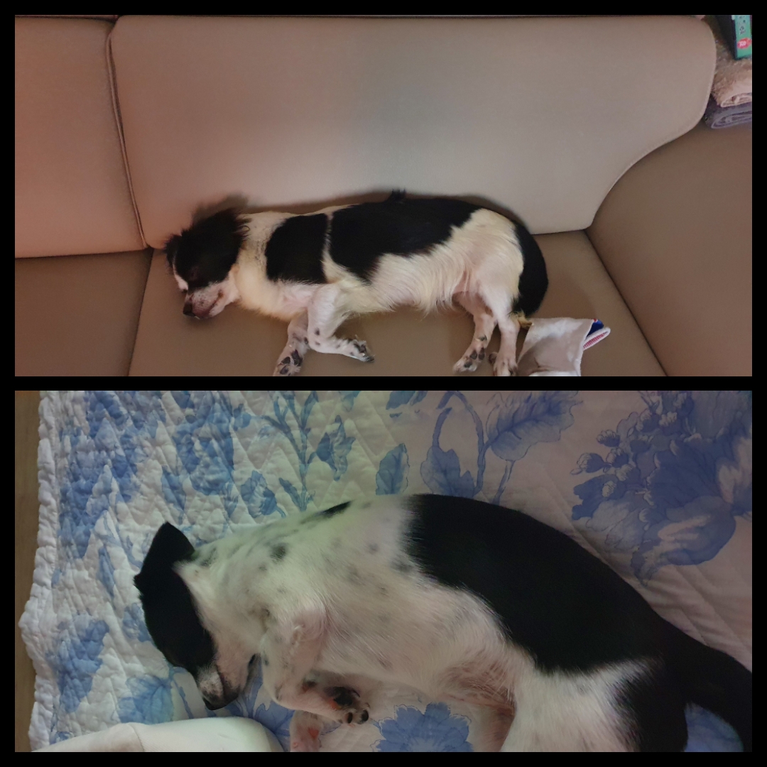 시유(모네) 입양 한달 후기입니다