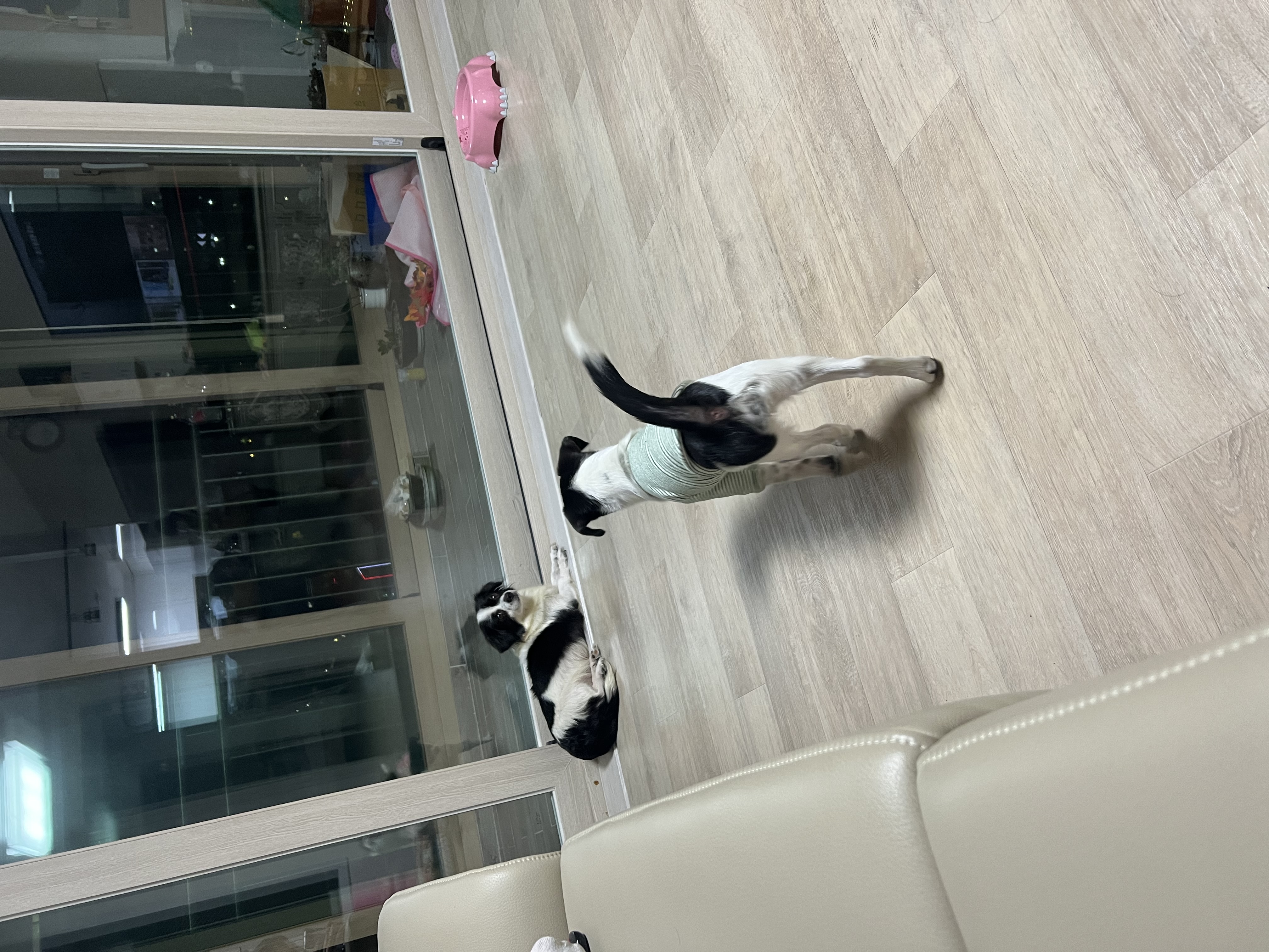 시유(모네) 입양 한달 후기입니다