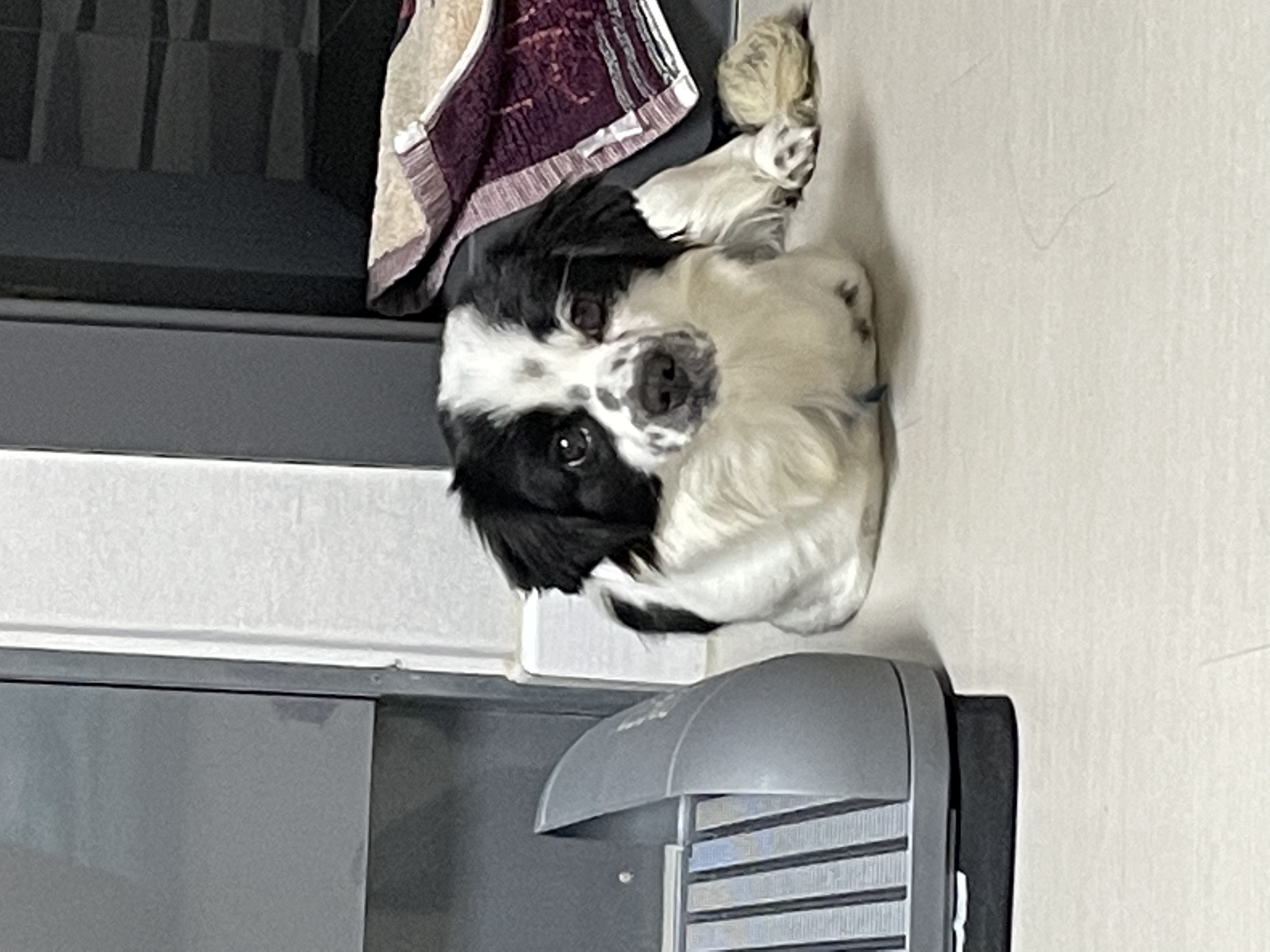 이지(오구) 온 지 한달입니다~