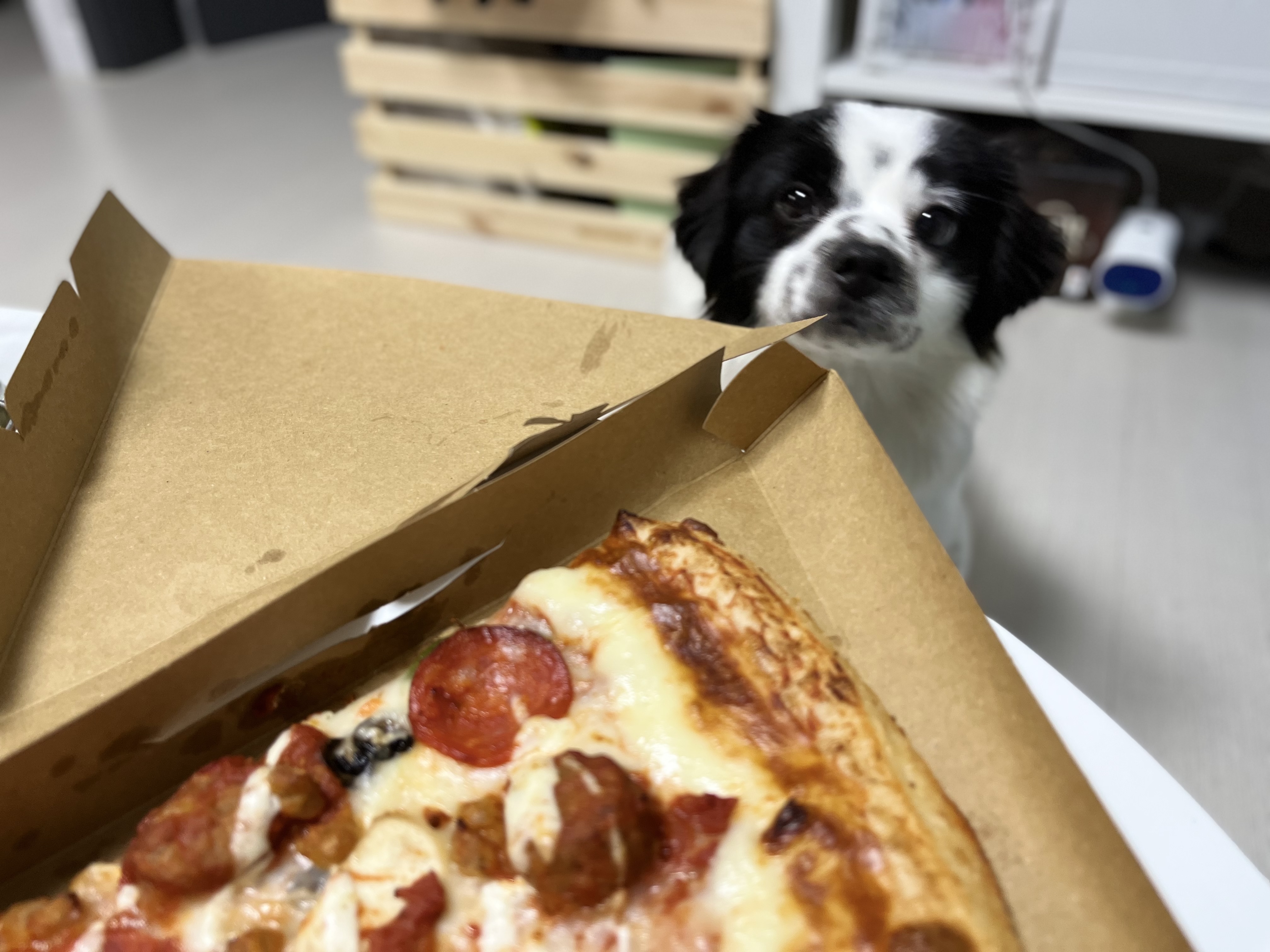 이지(오구) 온 지 한달입니다~