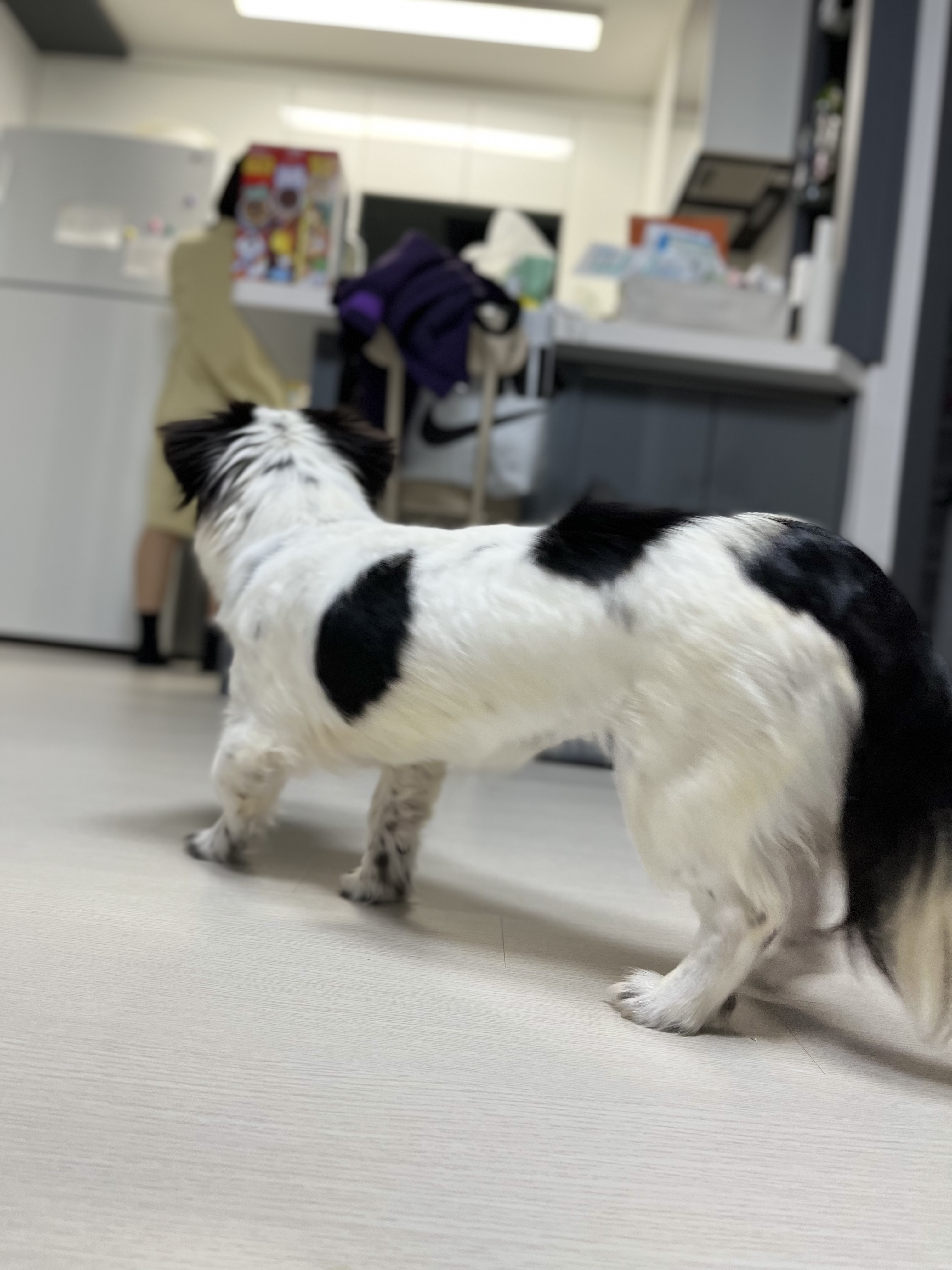 이지(오구) 온 지 한달입니다~