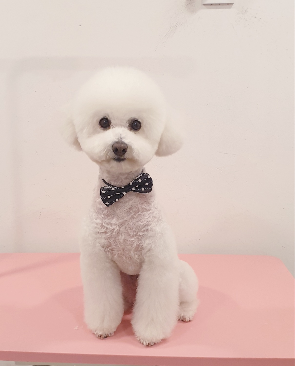 말랑이와 함께 한지 2년이 다 되어가요.