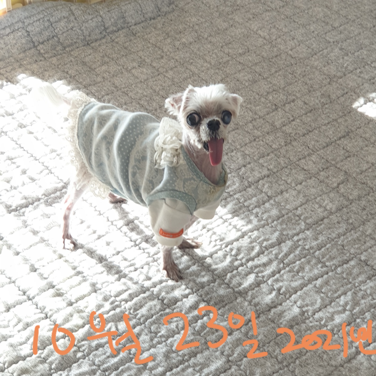 귀여운 꽃순이 금동이 