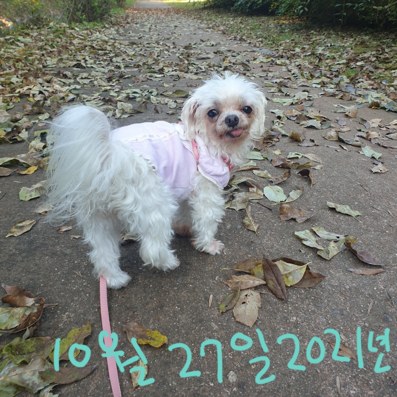 귀여운 꽃순이 금동이 