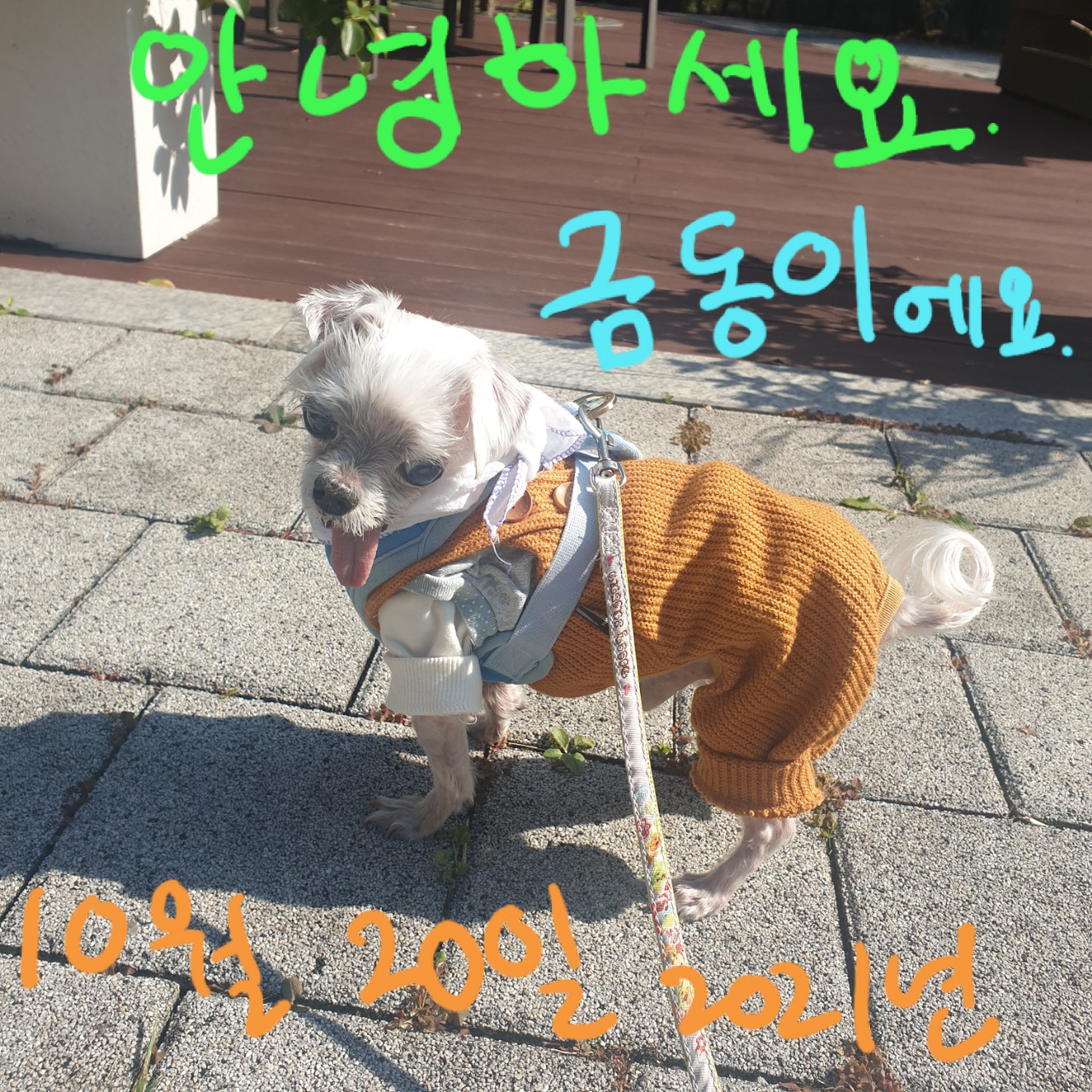 귀여운 꽃순이 금동이 