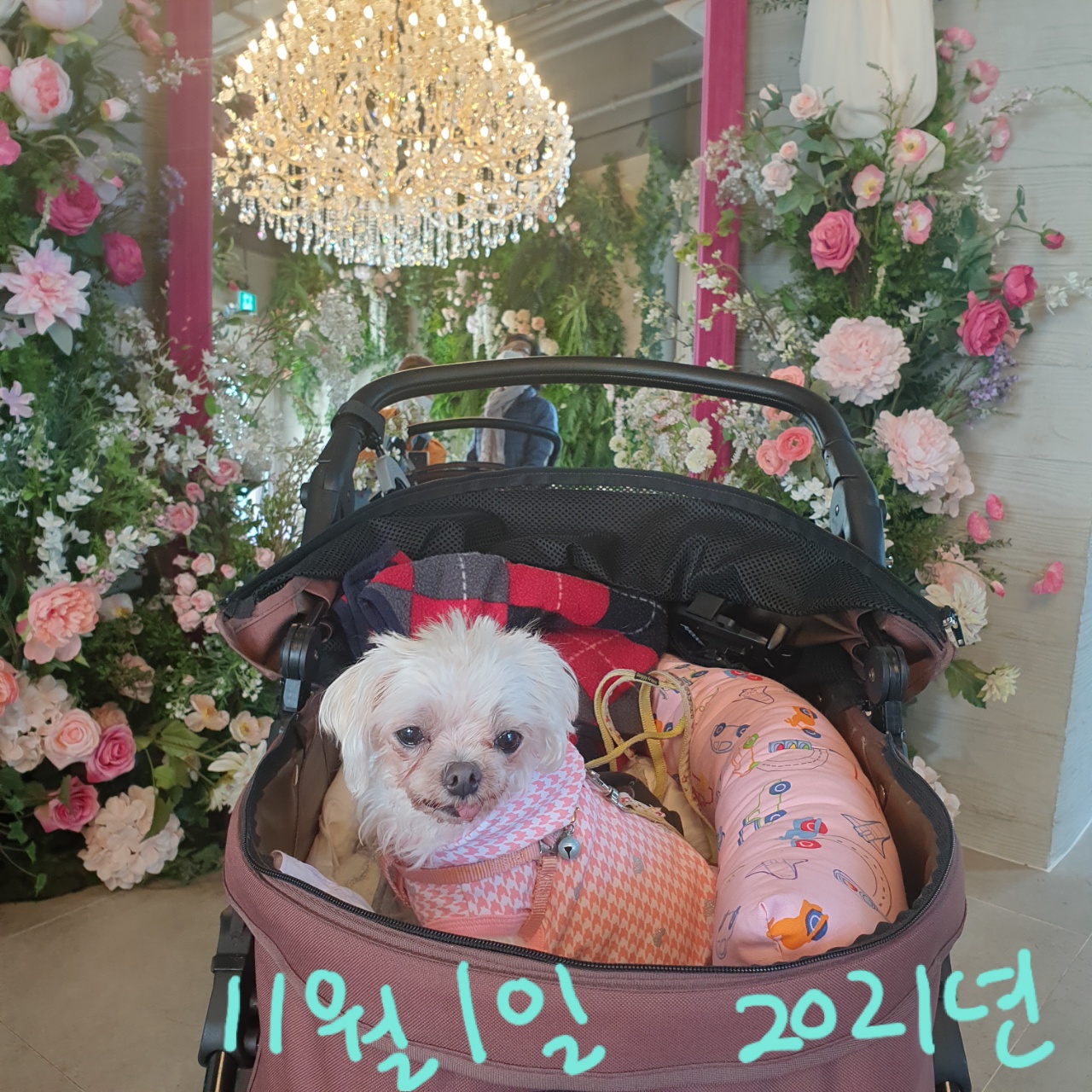 귀여운 꽃순이 금동이 