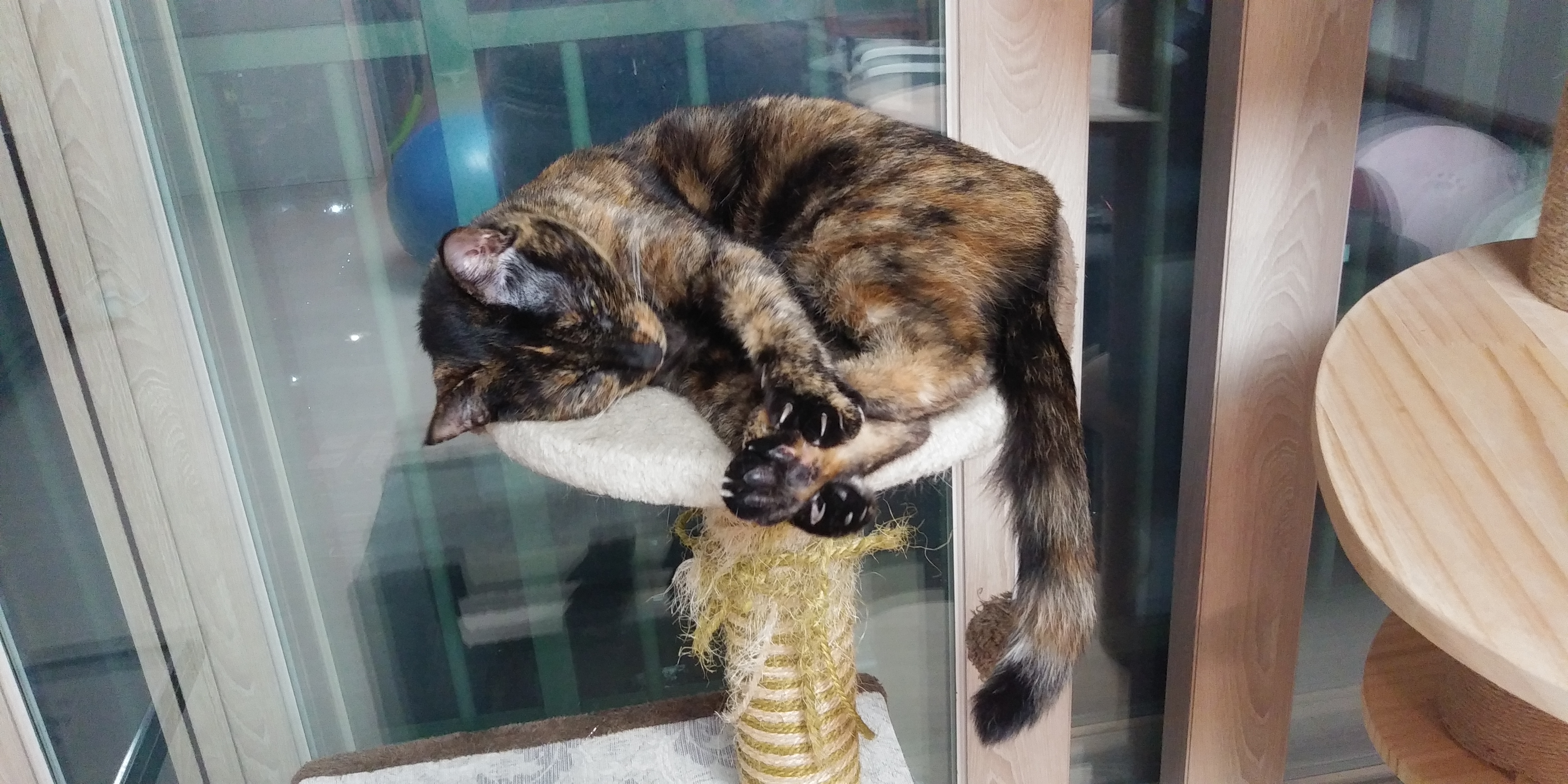 까꿍이의 일년이야기