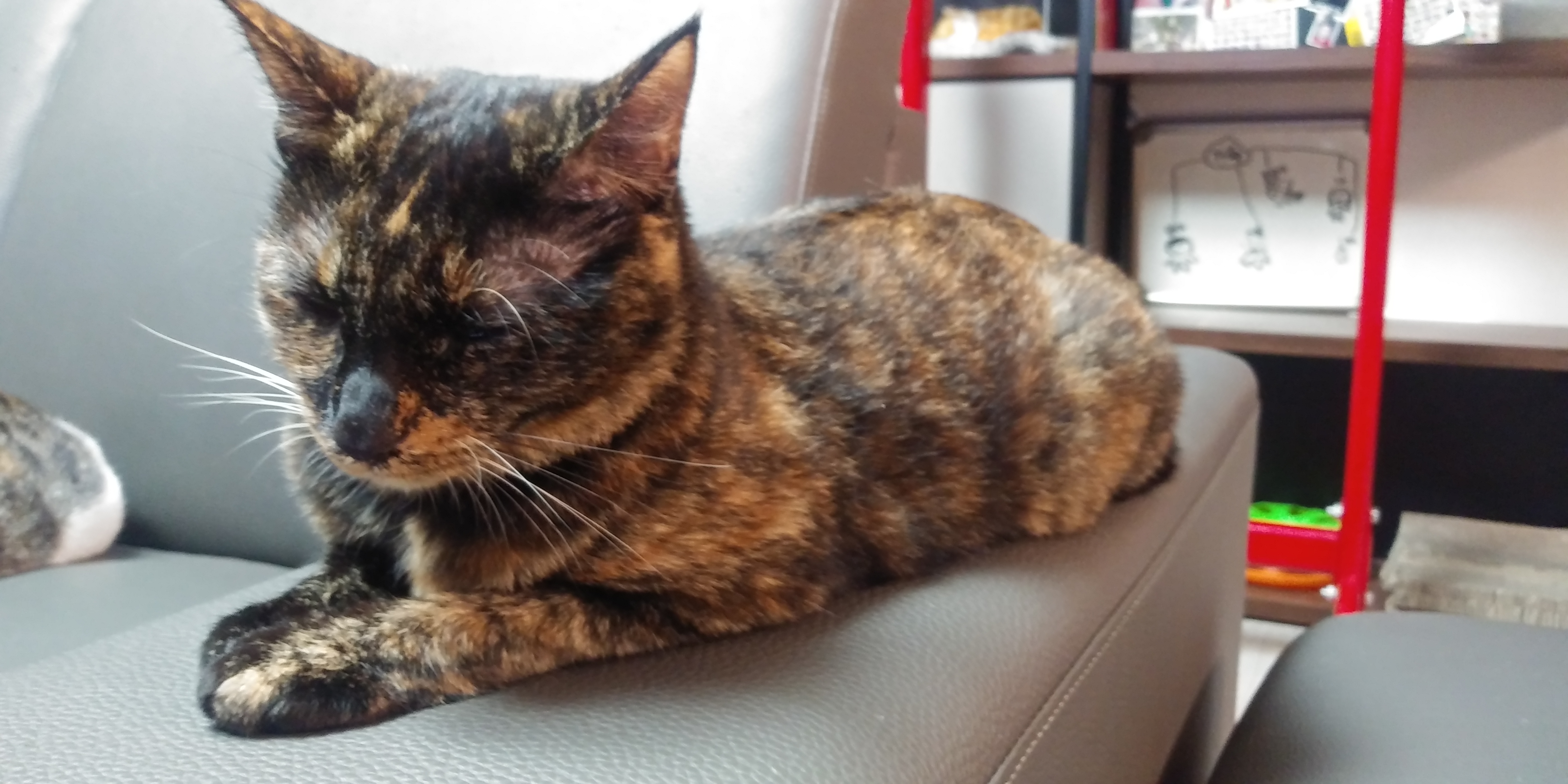 까꿍이의 일년이야기