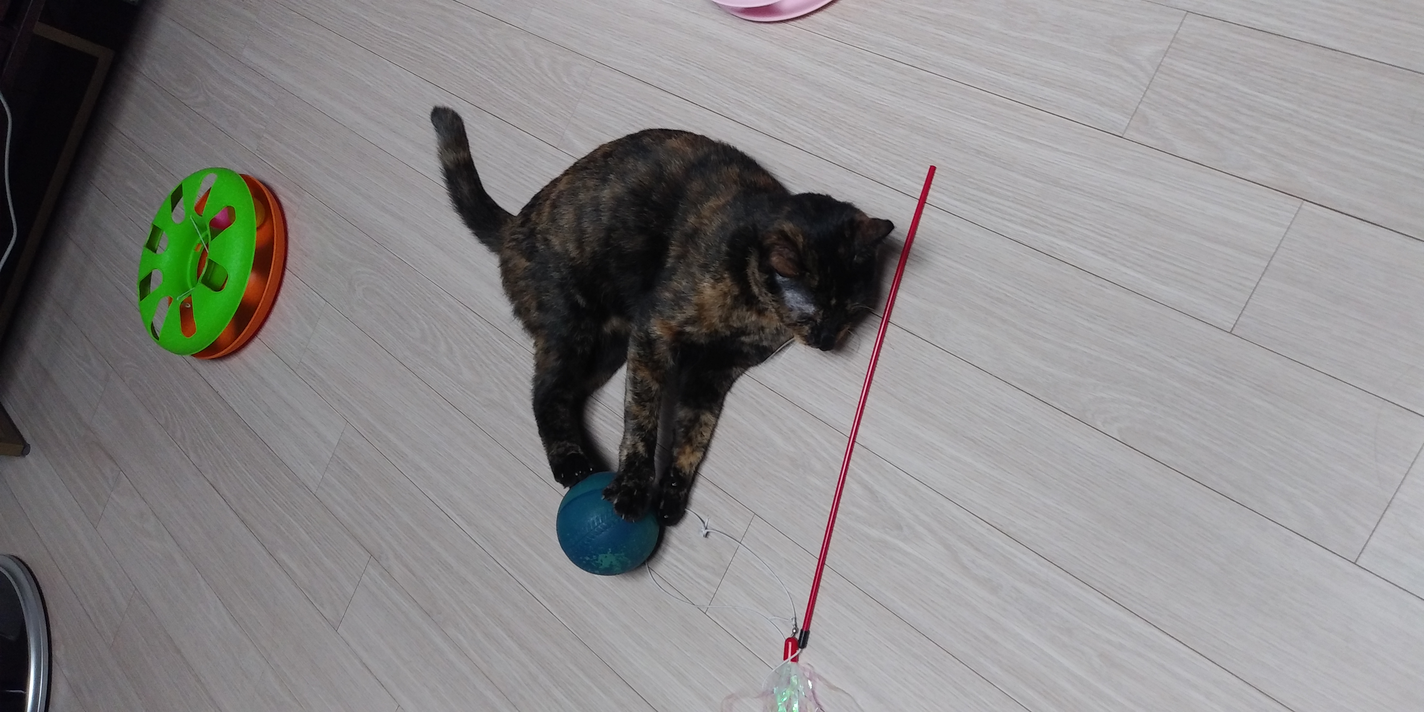 까꿍이의 일년이야기