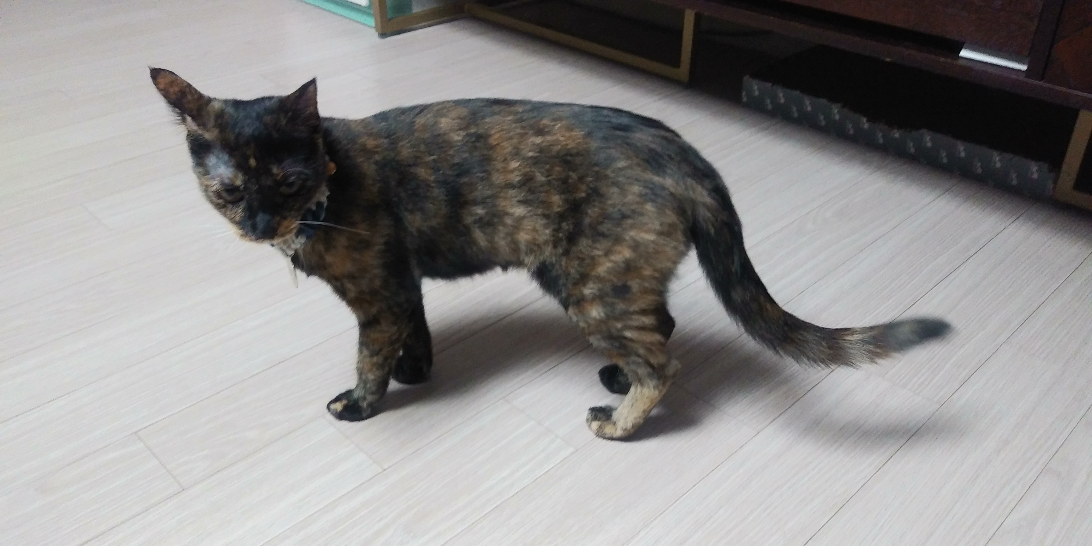 까꿍이의 일년이야기