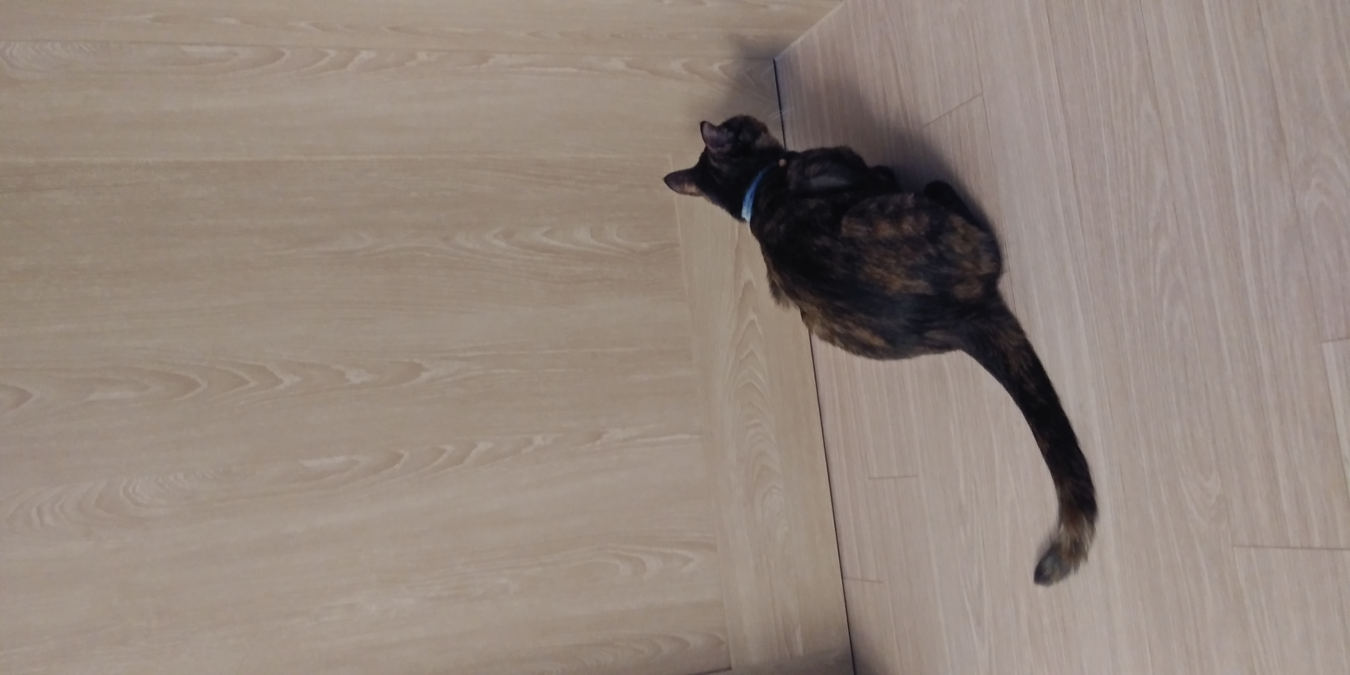 까꿍이의 일년이야기