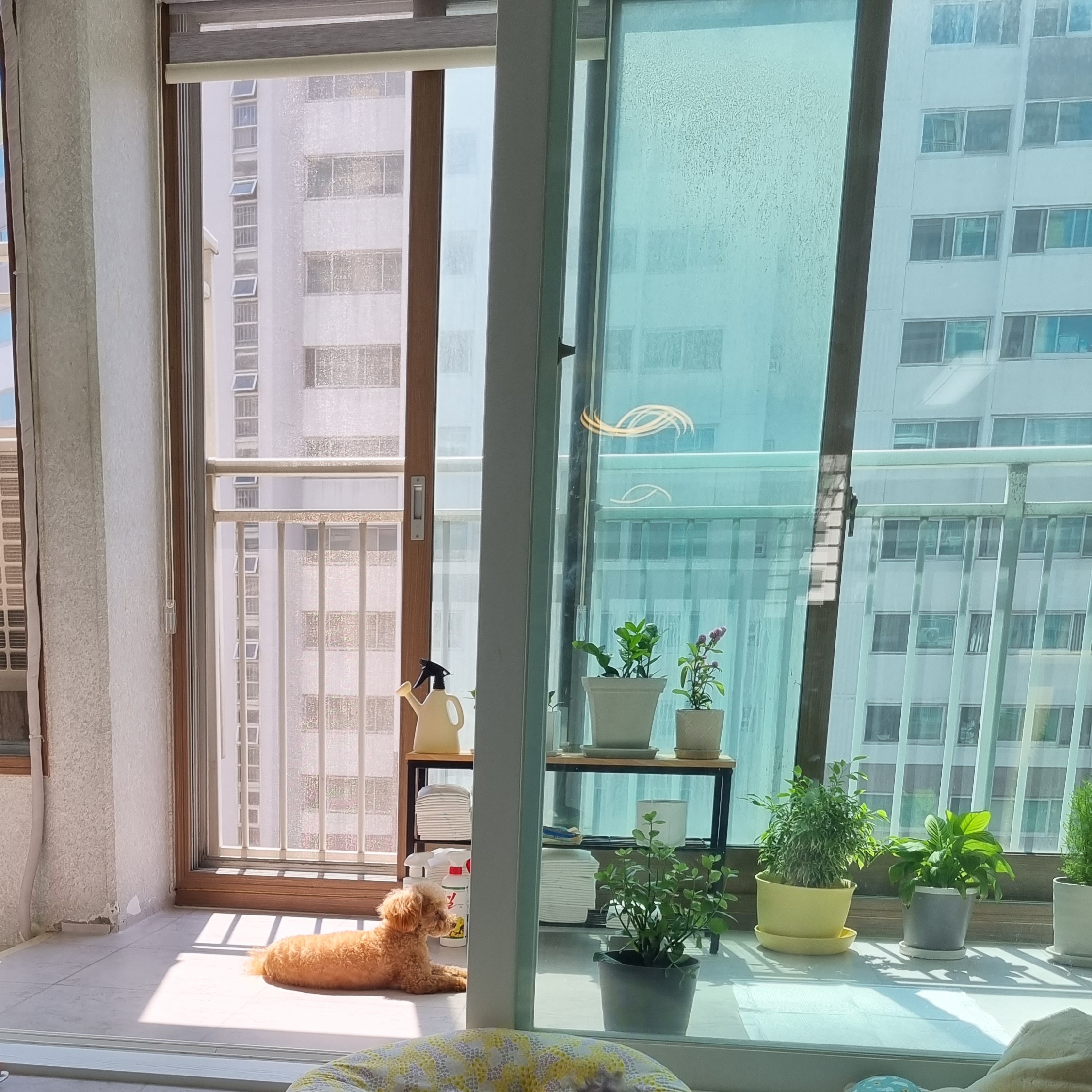 영천 불법 번식장 보들이 소식입니다