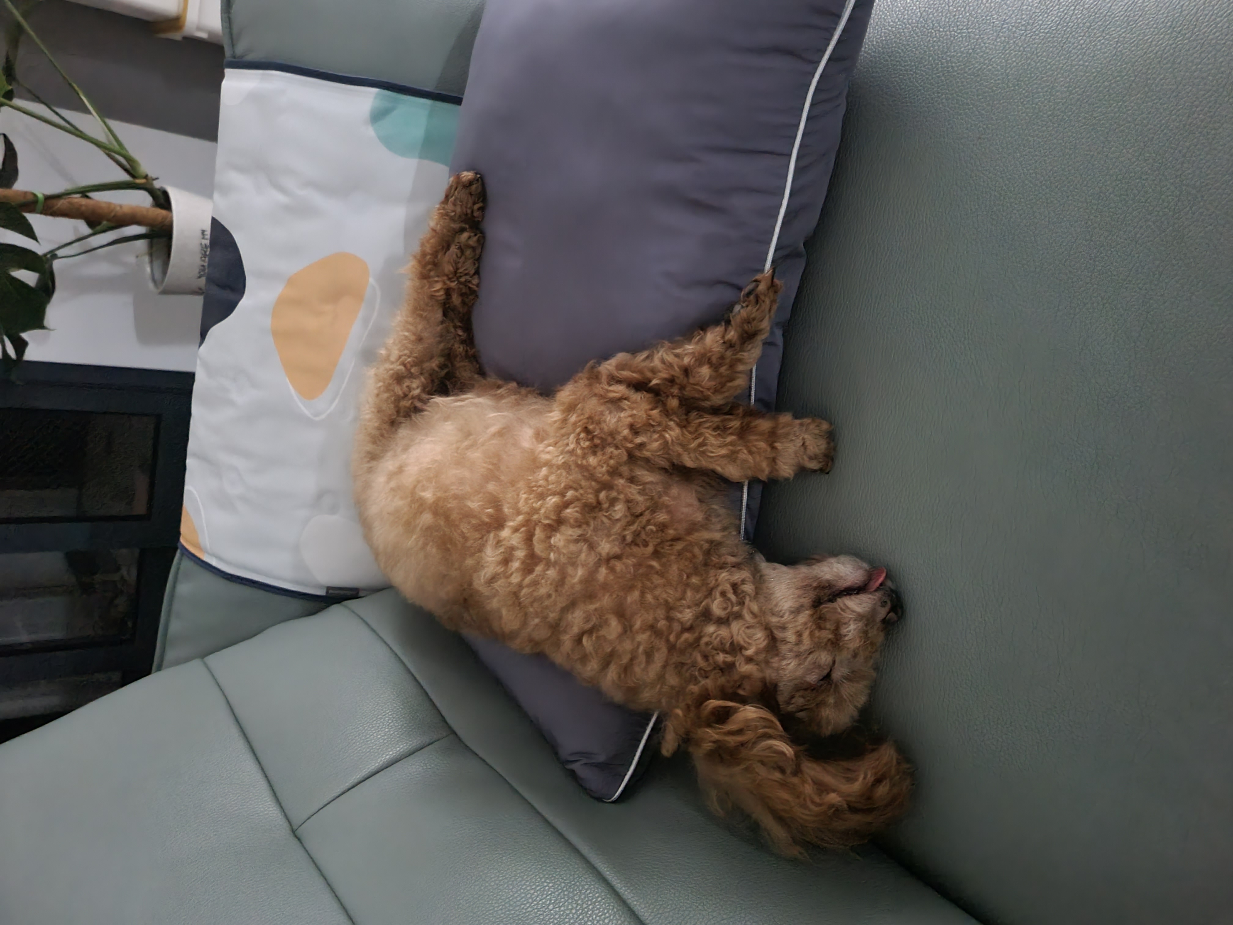 영천 불법 번식장 보들이 소식입니다