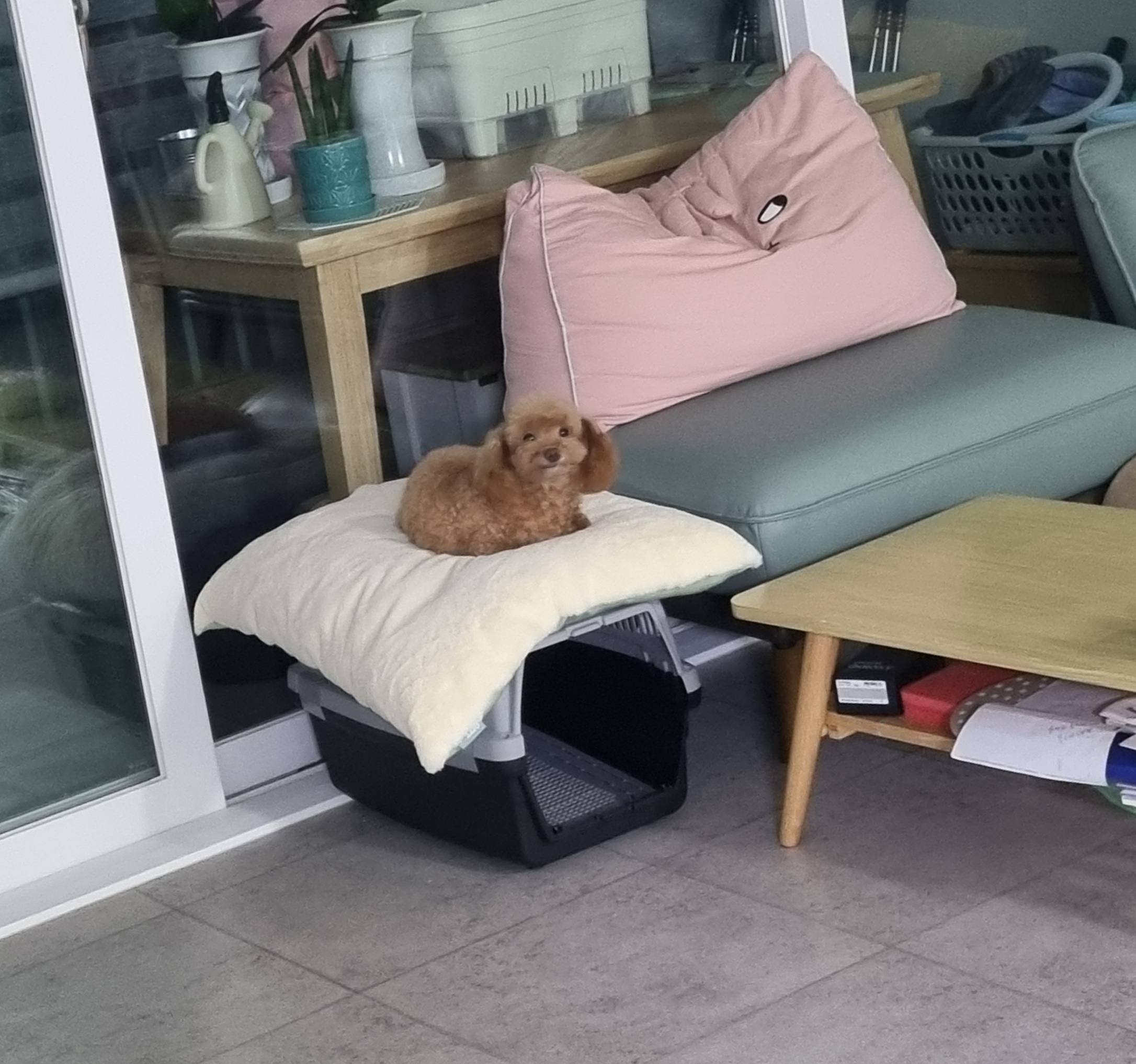 영천 불법 번식장 보들이 소식입니다