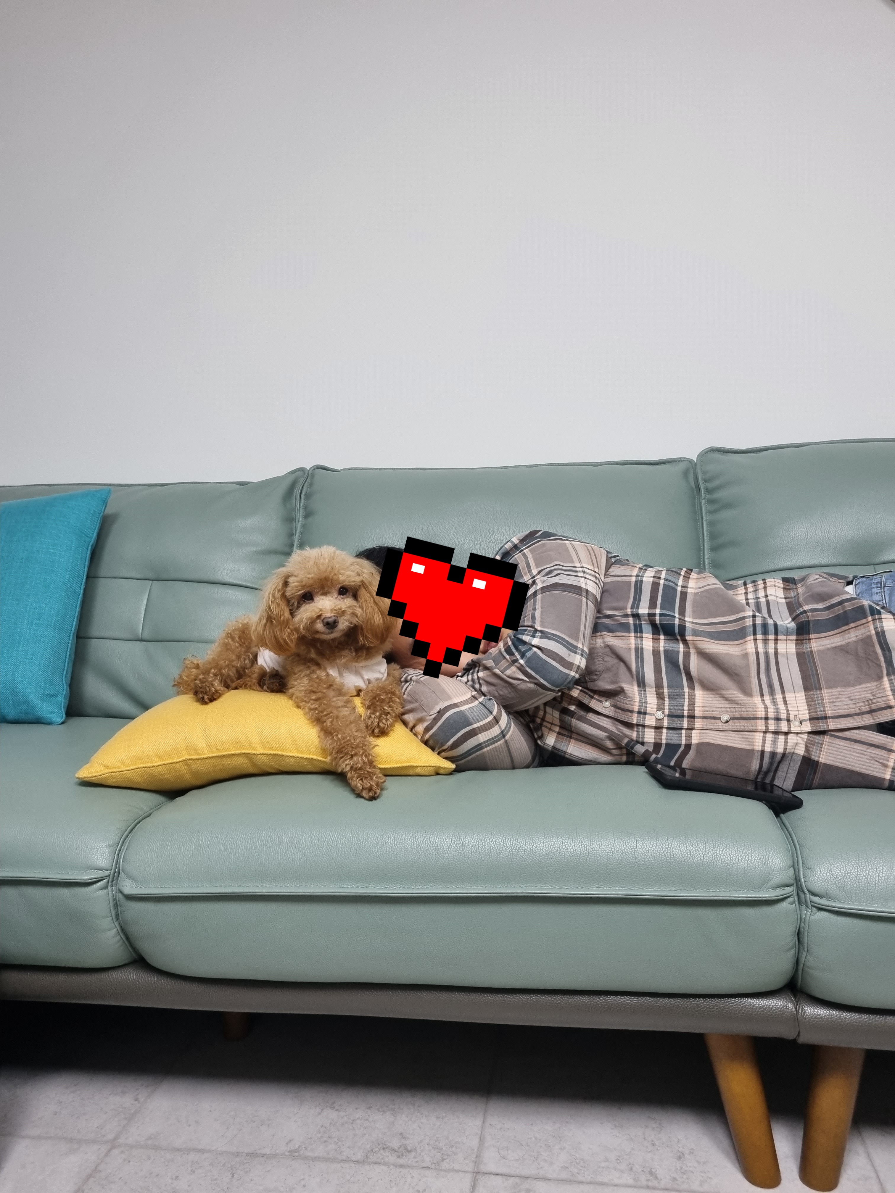 영천 불법 번식장 보들이 소식입니다