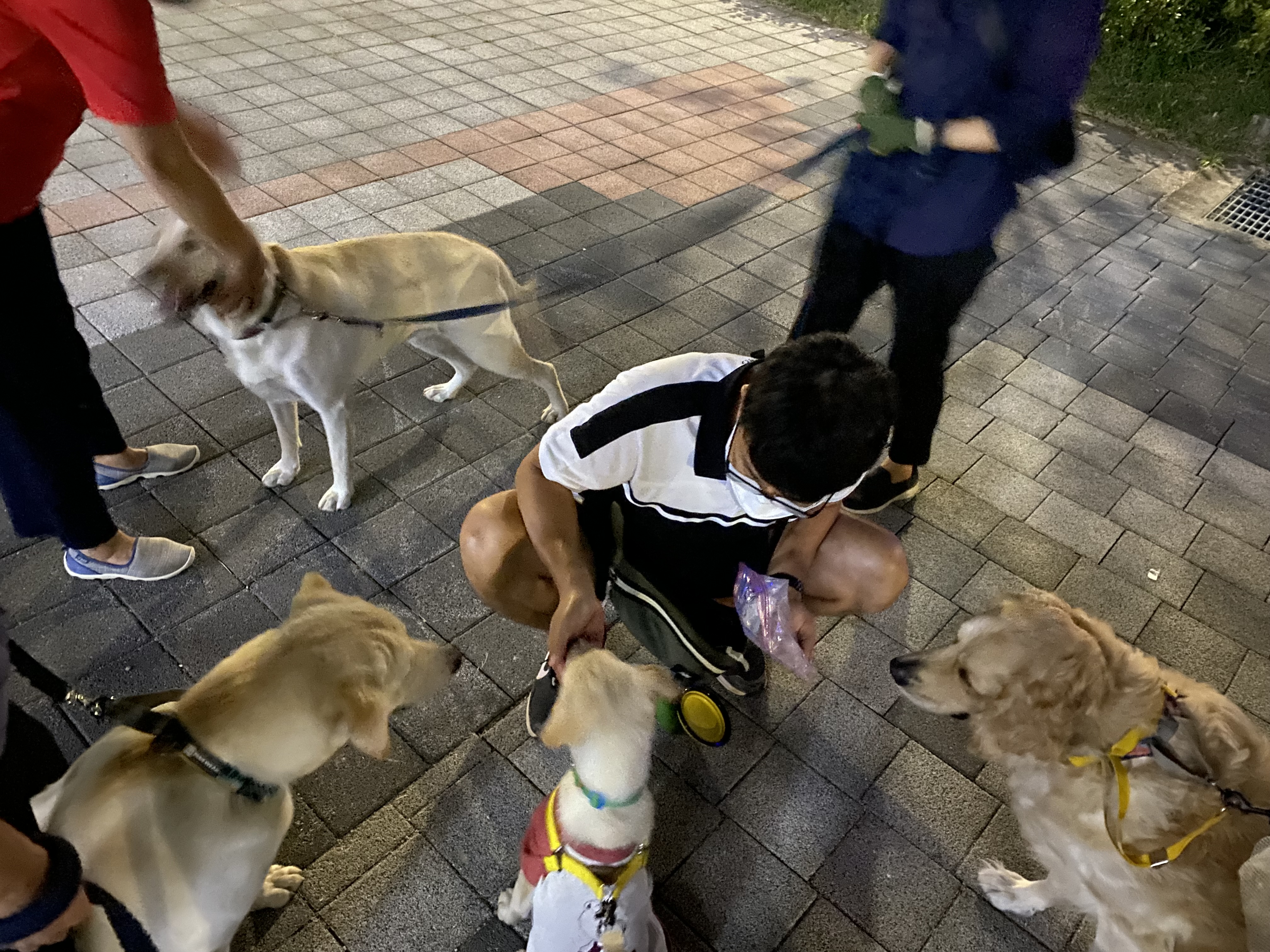 보리(시작이) 입양 3개월 됐어요