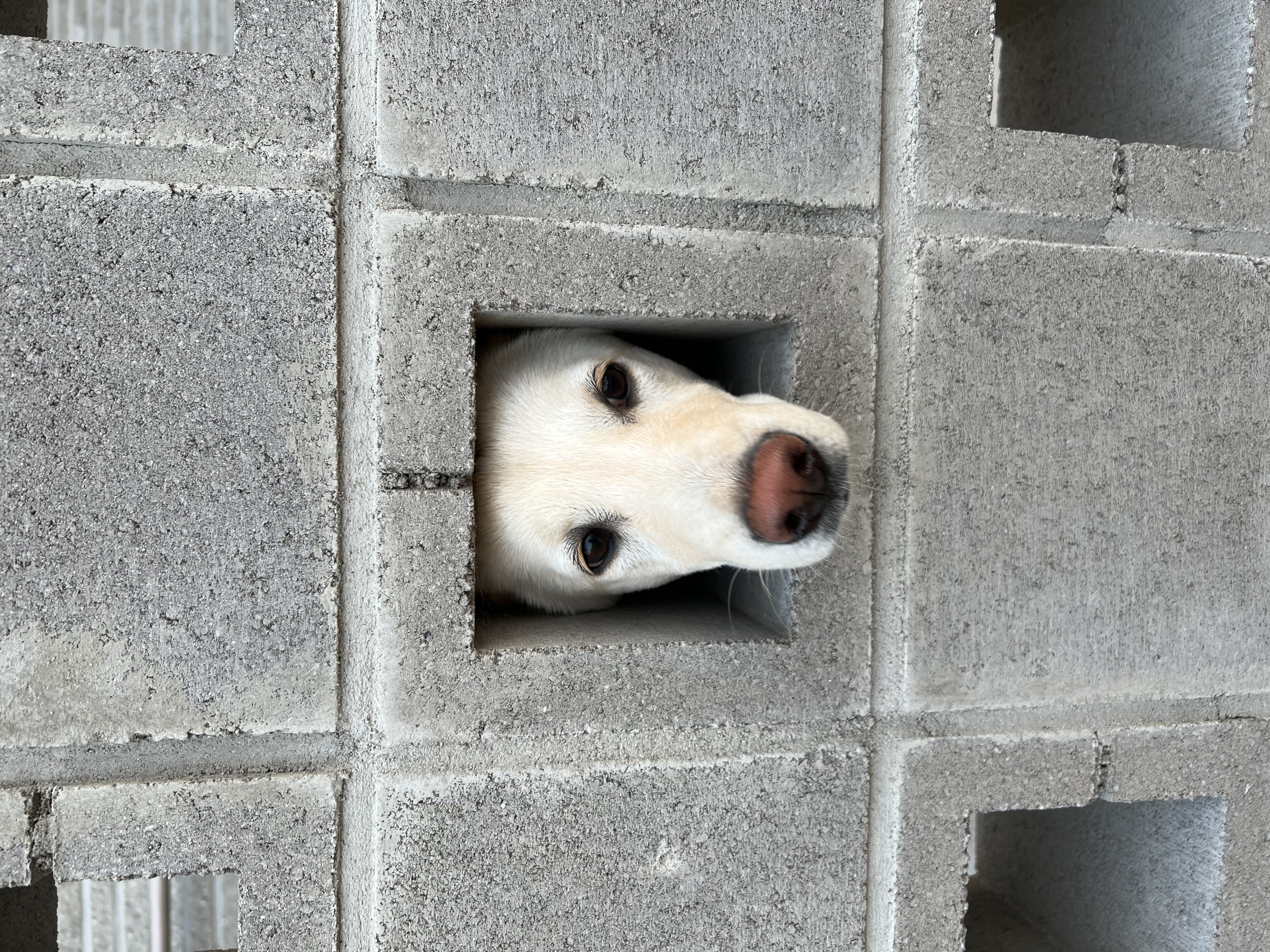 보리(시작이) 입양 3개월 됐어요
