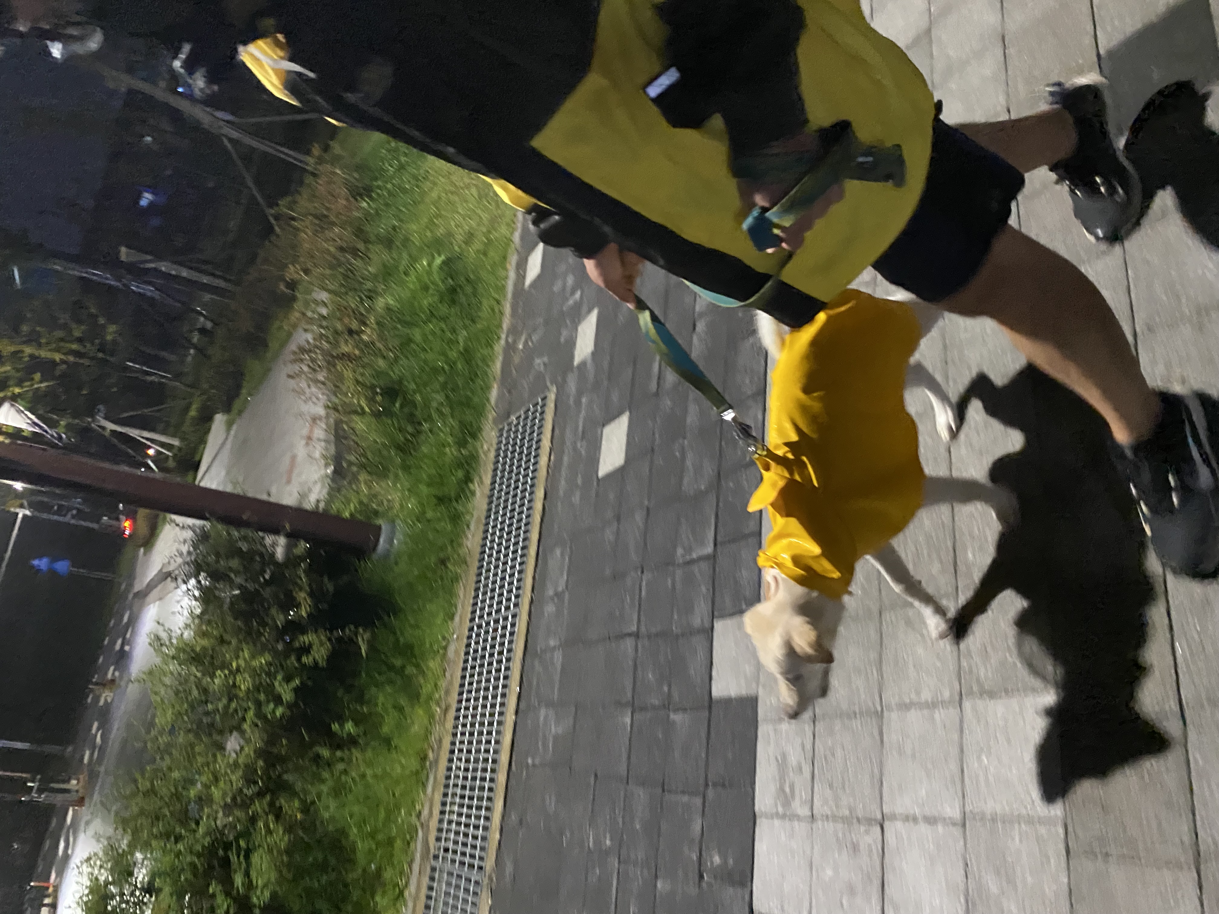 보리(시작이) 입양 3개월 됐어요