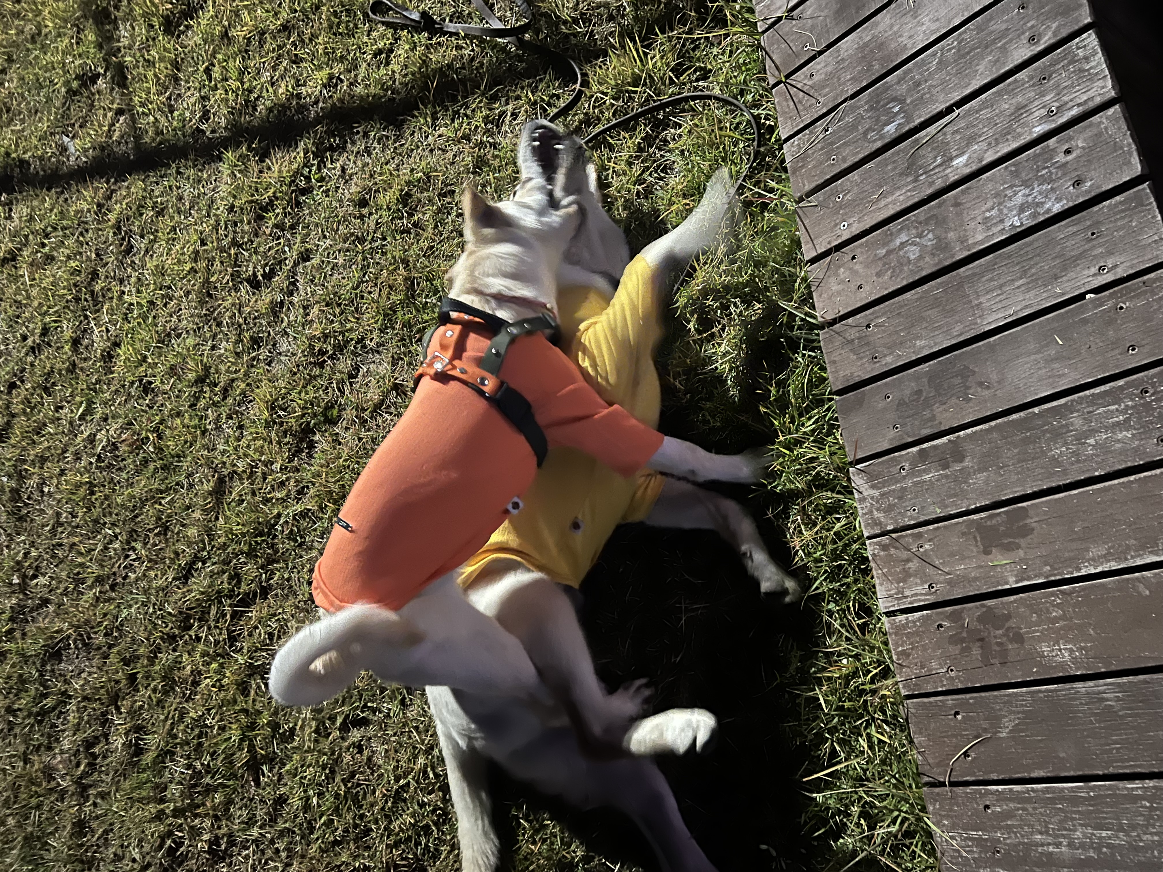 보리(시작이) 입양 3개월 됐어요