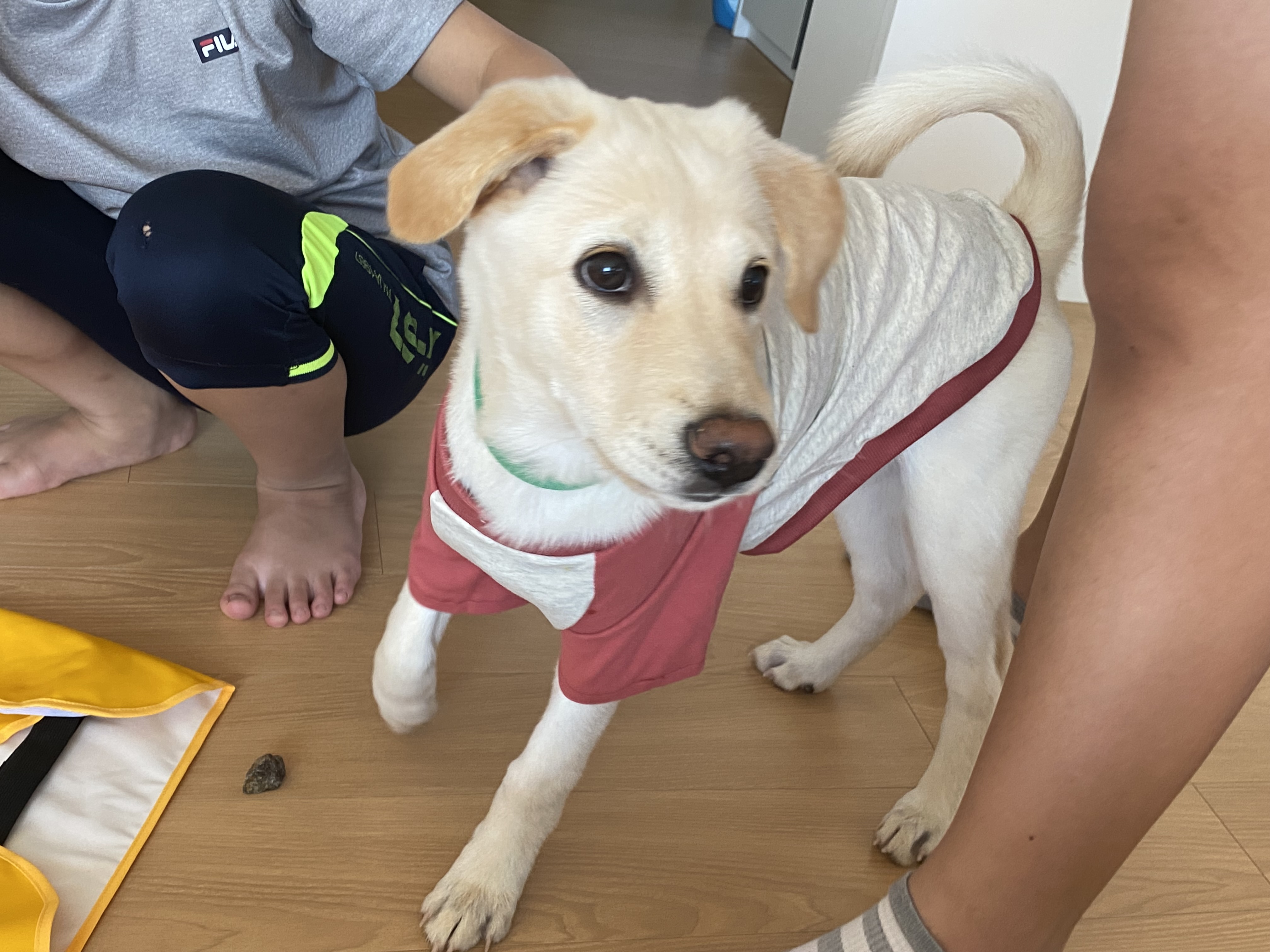 보리(시작이) 입양 3개월 됐어요