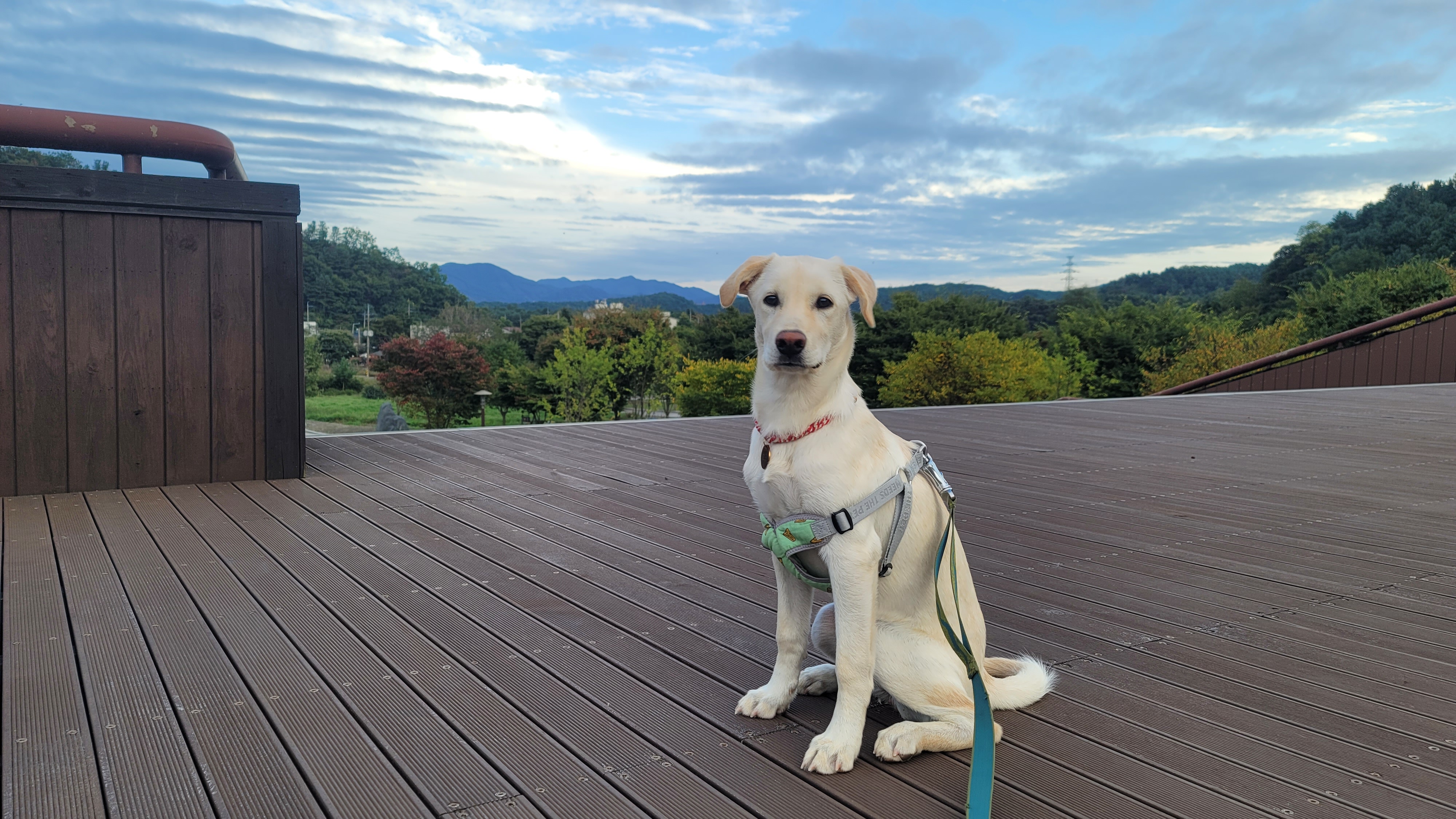 보리(시작이) 입양 3개월 됐어요