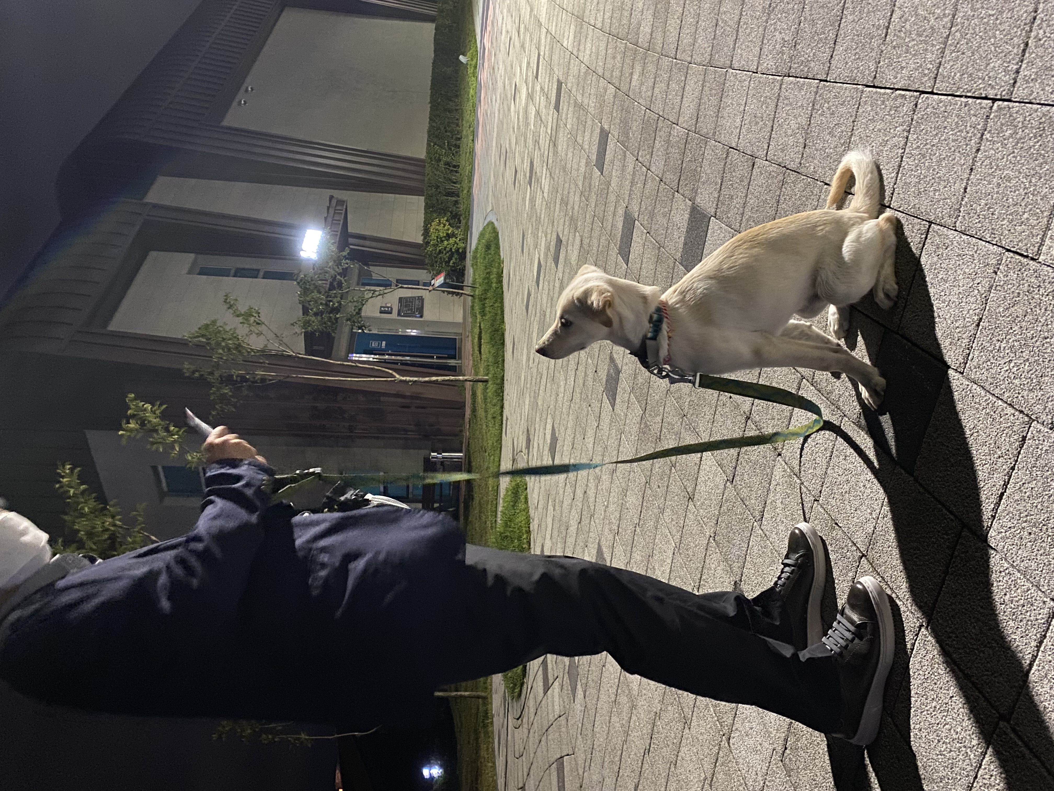 보리(시작이) 입양 3개월 됐어요