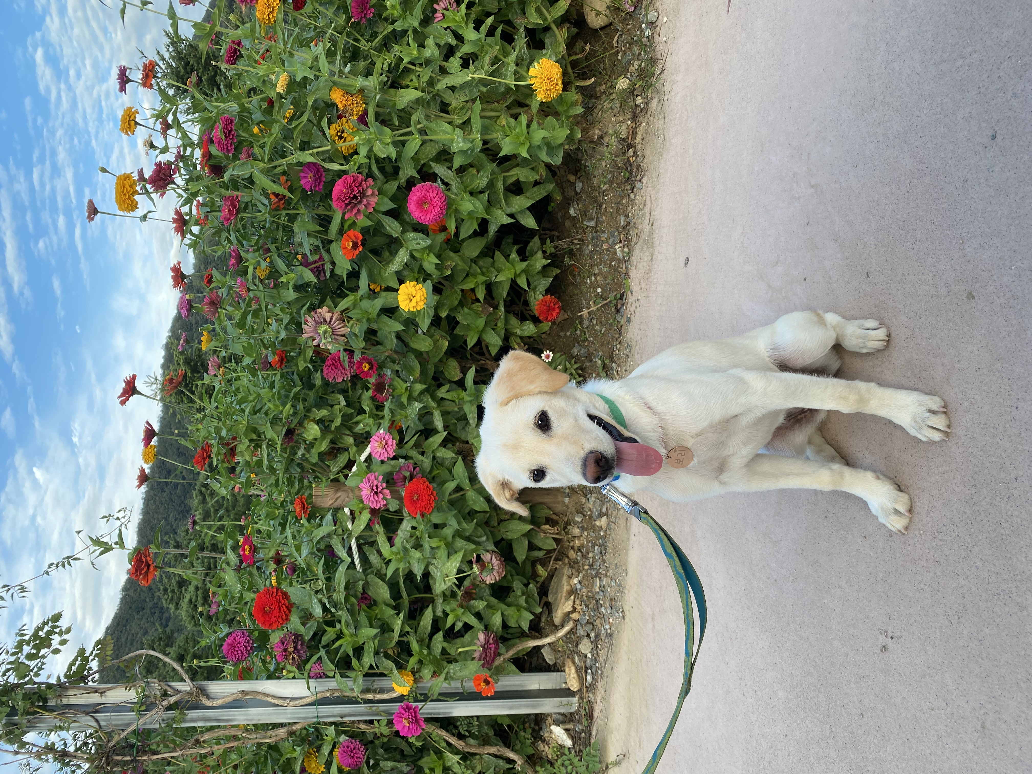 보리(시작이) 입양 3개월 됐어요