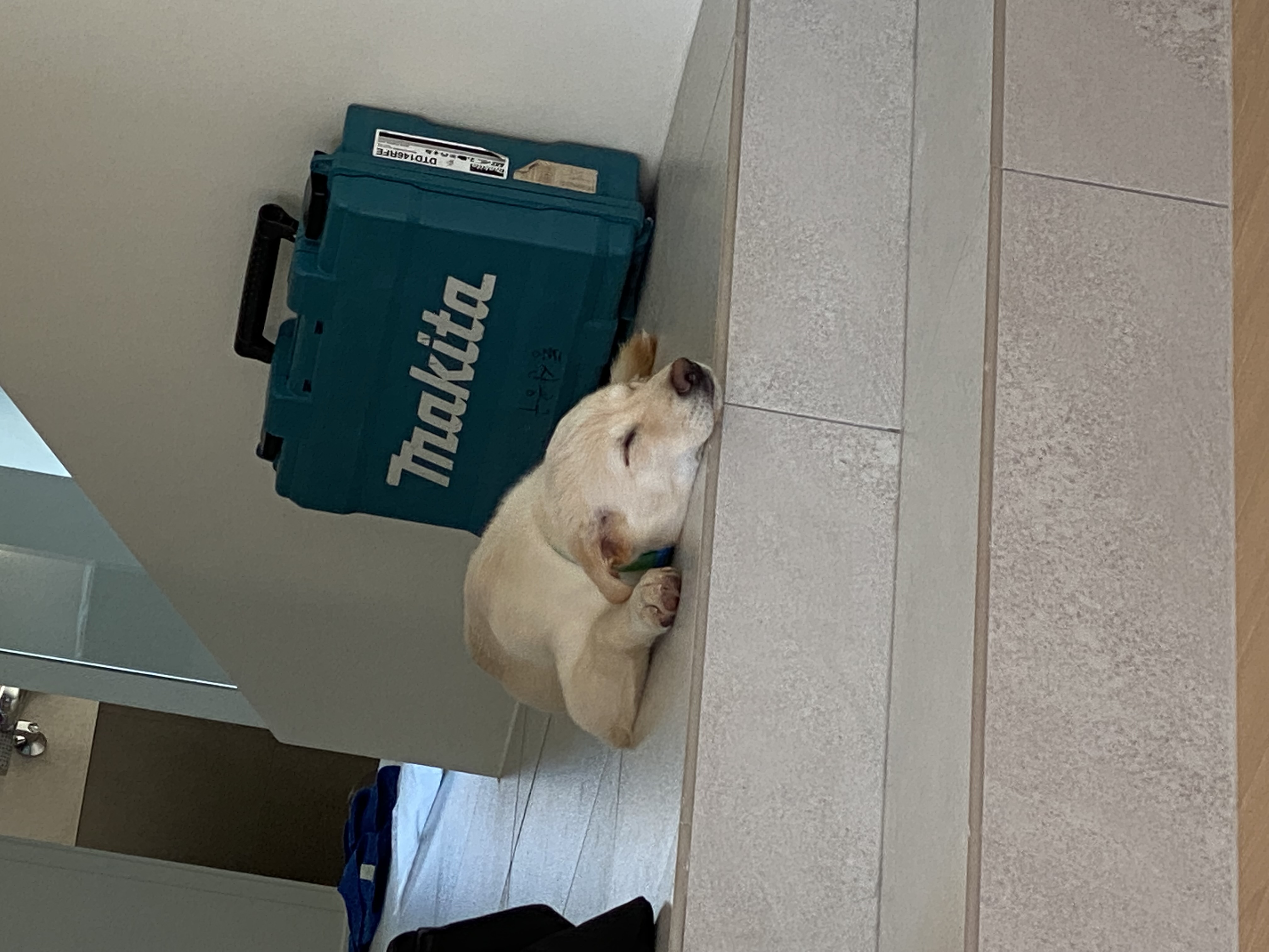 보리(시작이) 입양 3개월 됐어요