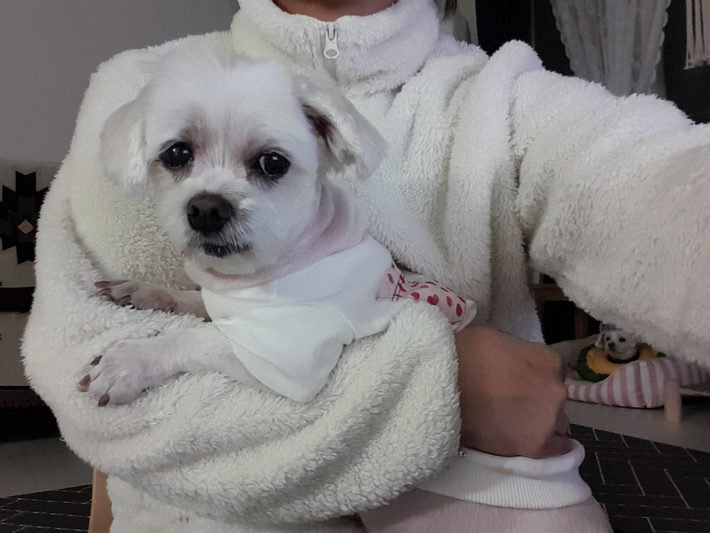 곤지암 청순(-->뽀미) 6개월후 근황