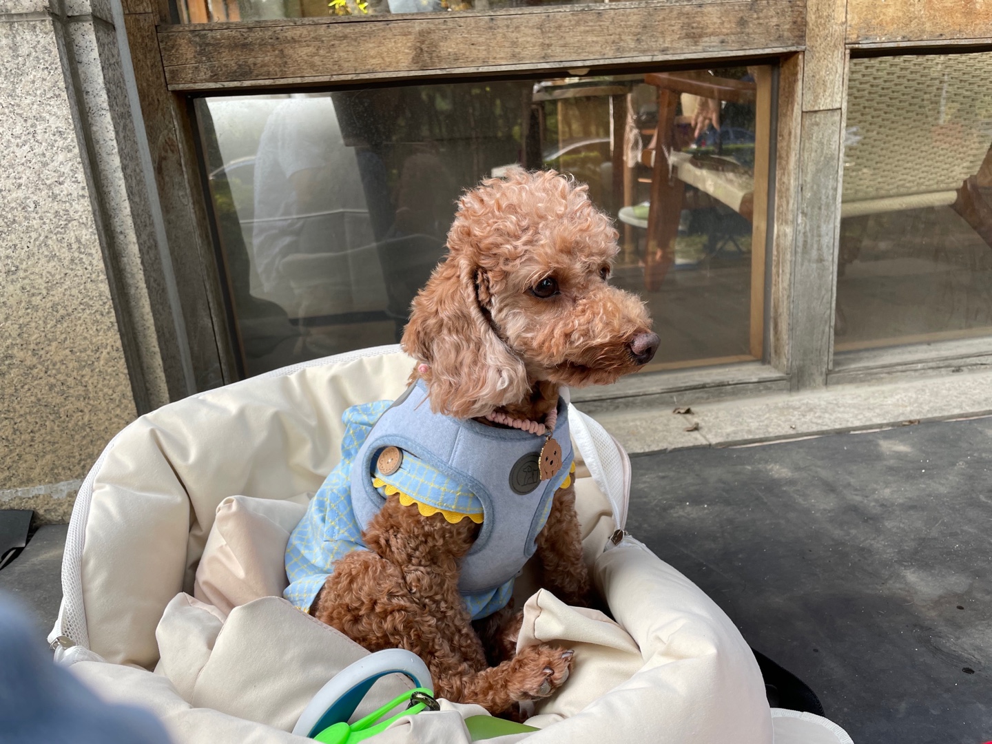 곤지암 구조견_ 헤이즐 입양후 6개월 근황입니다 :)