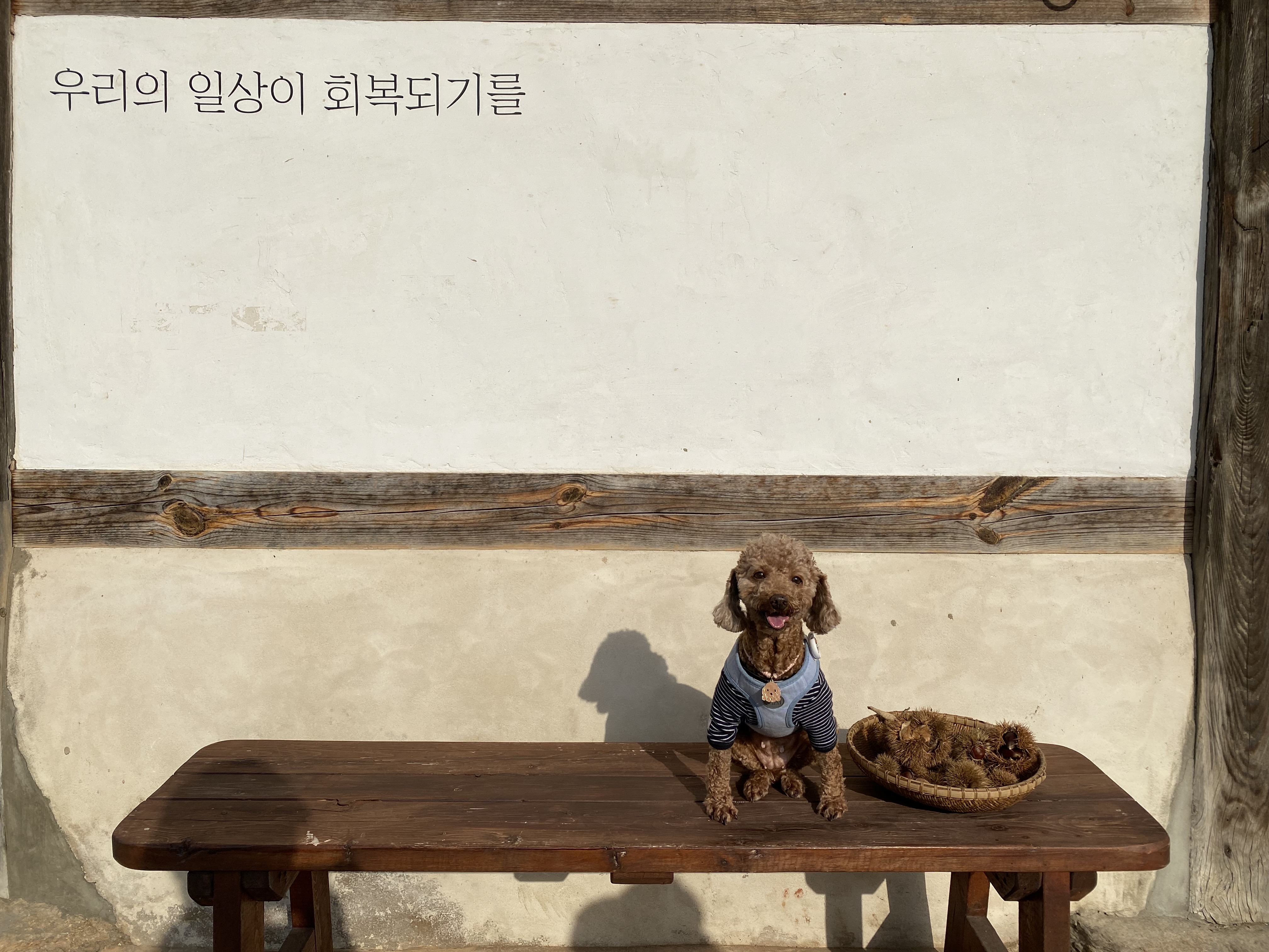 곤지암 구조견_ 헤이즐 입양후 6개월 근황입니다 :)