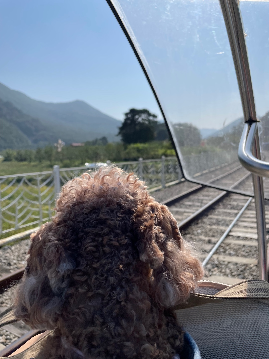 곤지암 구조견_ 헤이즐 입양후 6개월 근황입니다 :)