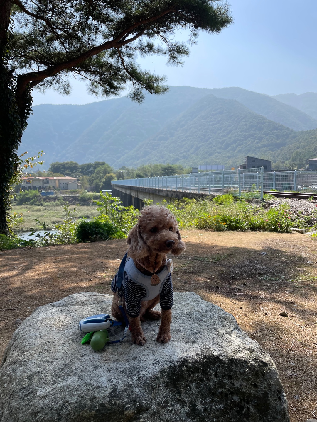 곤지암 구조견_ 헤이즐 입양후 6개월 근황입니다 :)