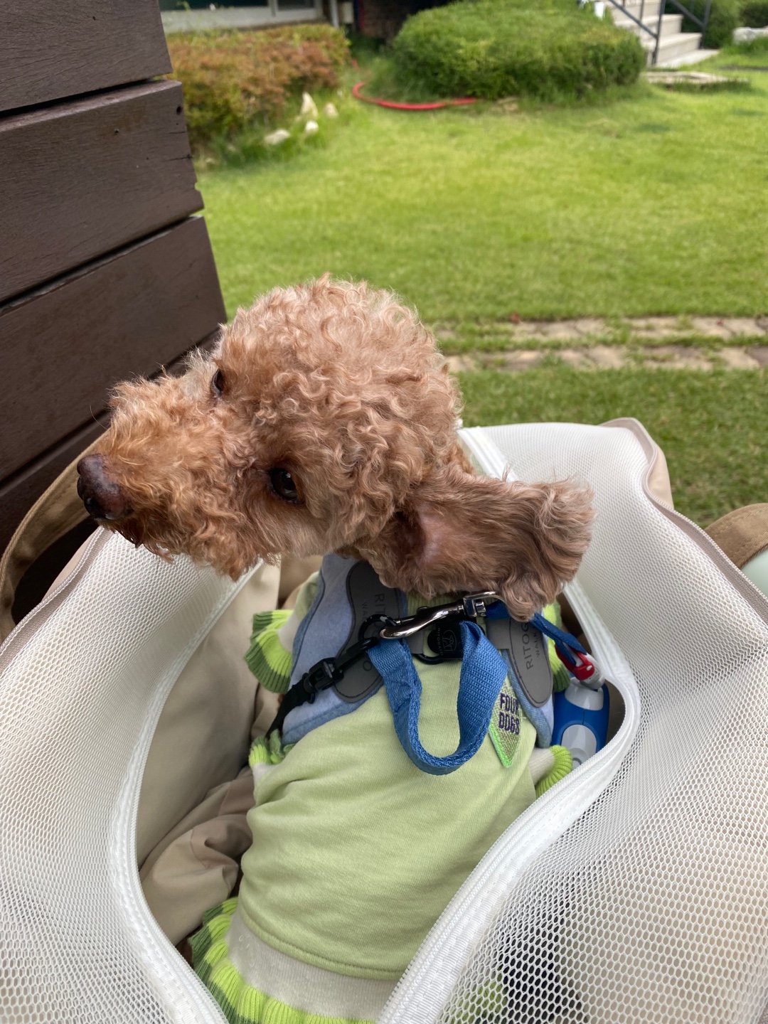 곤지암 구조견_ 헤이즐 입양후 6개월 근황입니다 :)