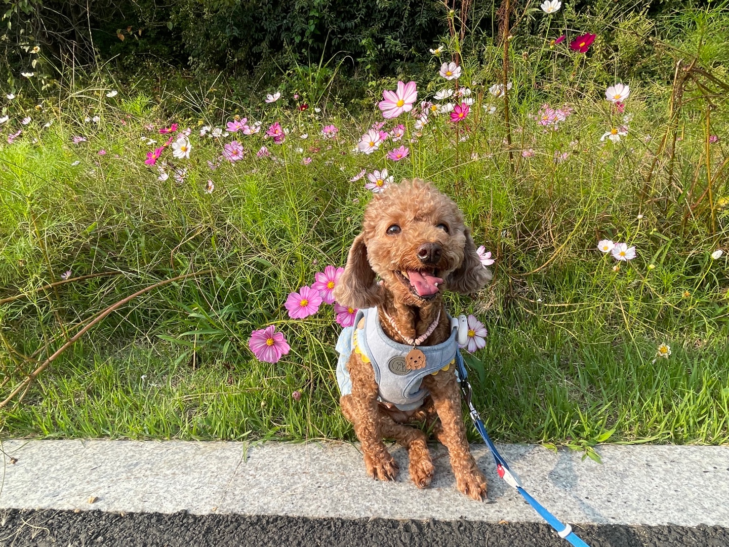 곤지암 구조견_ 헤이즐 입양후 6개월 근황입니다 :)