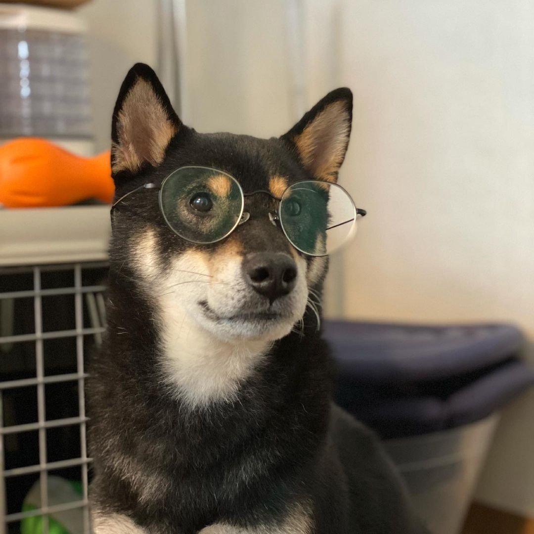 고양 구조 한구(마징가) 입양 1년 후기