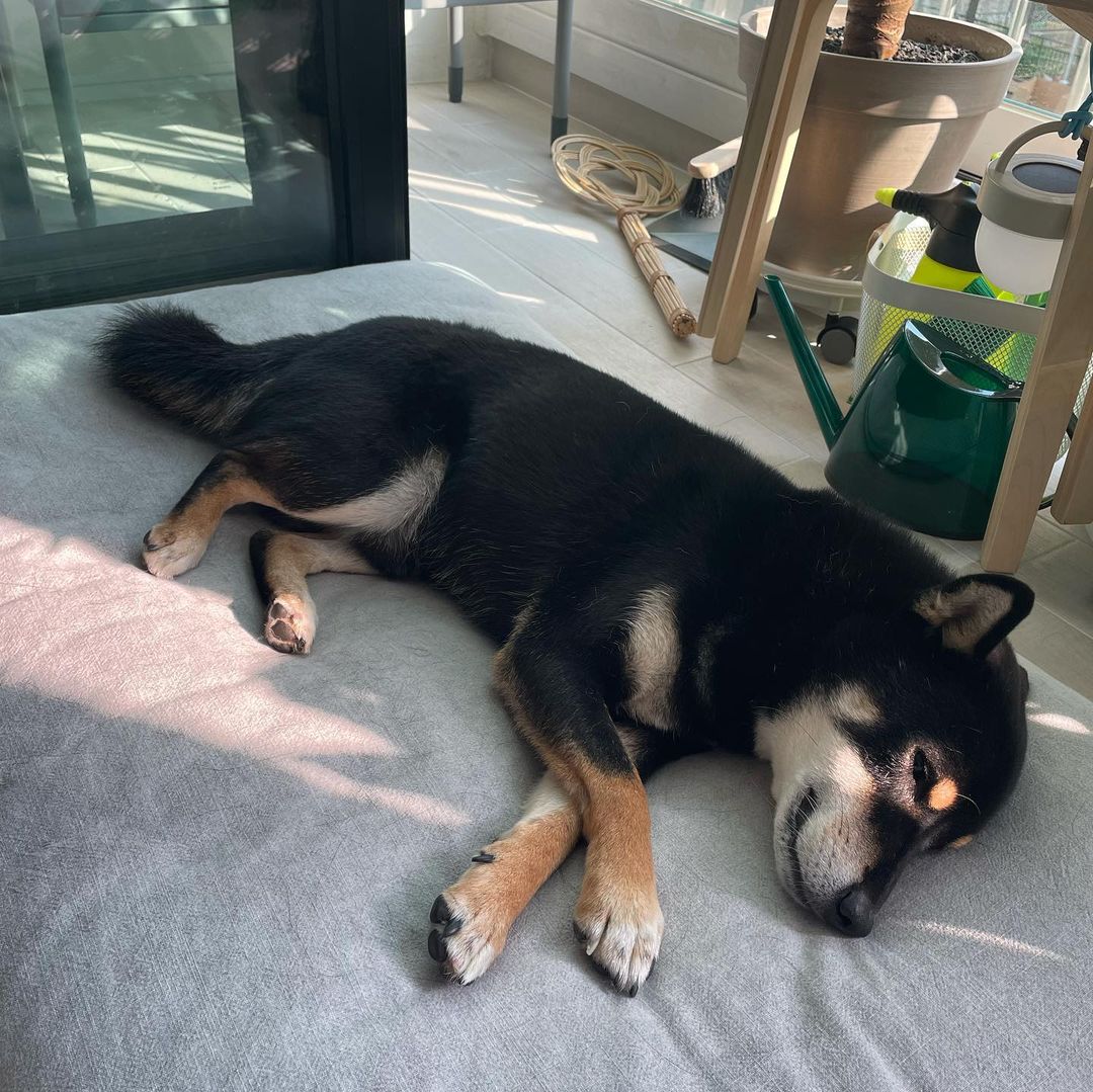 고양 구조 한구(마징가) 입양 1년 후기