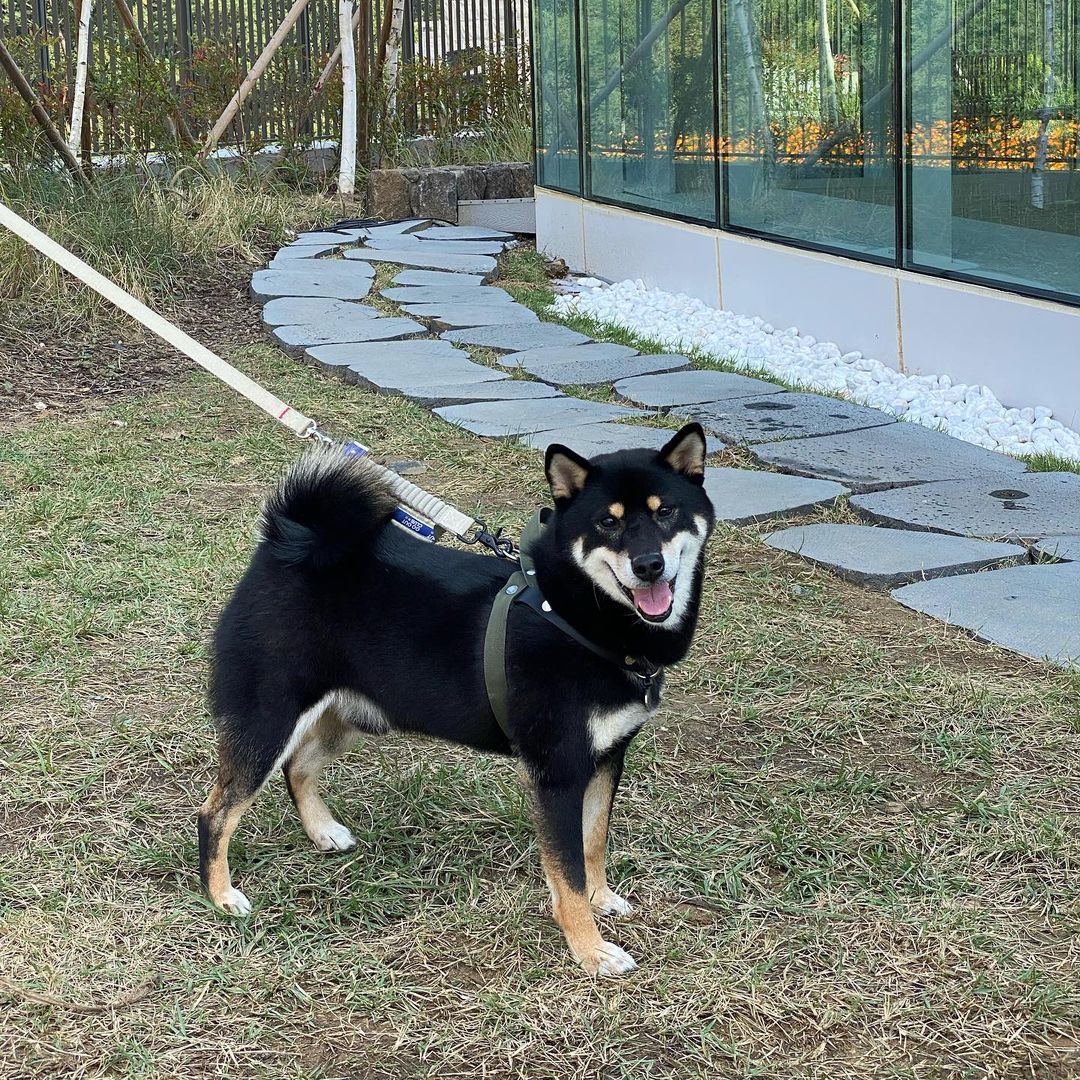 고양 구조 한구(마징가) 입양 1년 후기