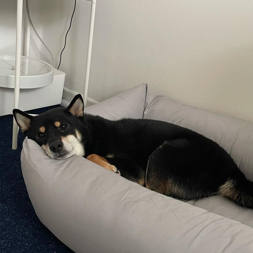 고양 구조 한구(마징가) 입양 1년 후기