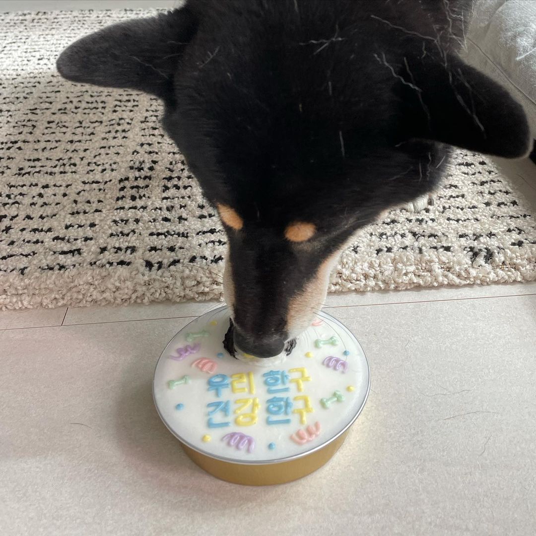 고양 구조 한구(마징가) 입양 1년 후기